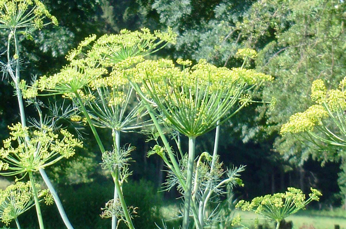 Dille (Anethum graveolens)