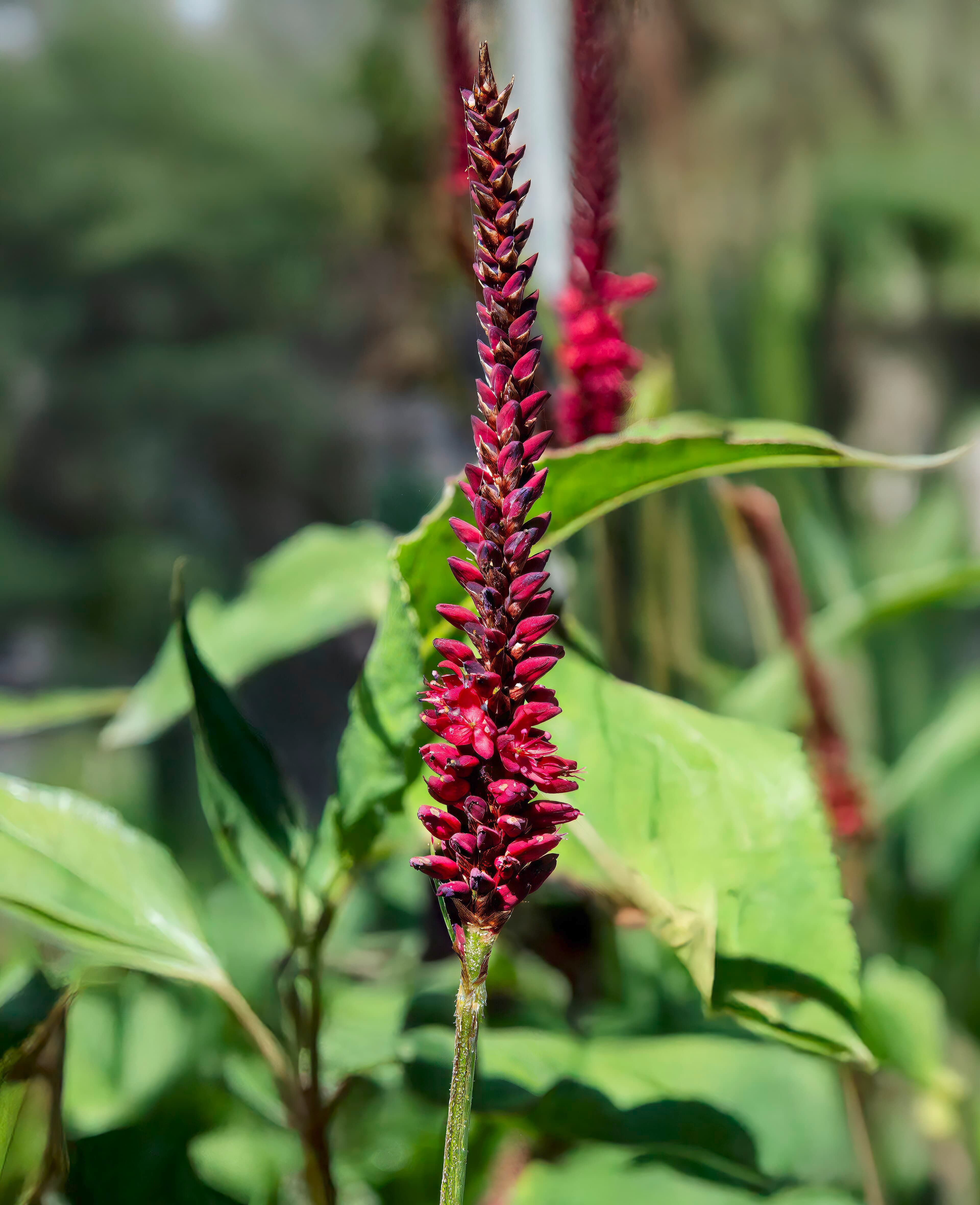 Duizendknoop 'Rosea' (Persicaria amplexicaulis 'Rosea')