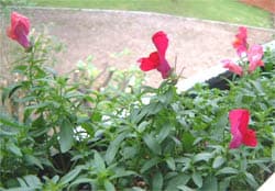 Vlasleeuwenbek (Linaria purpurea)