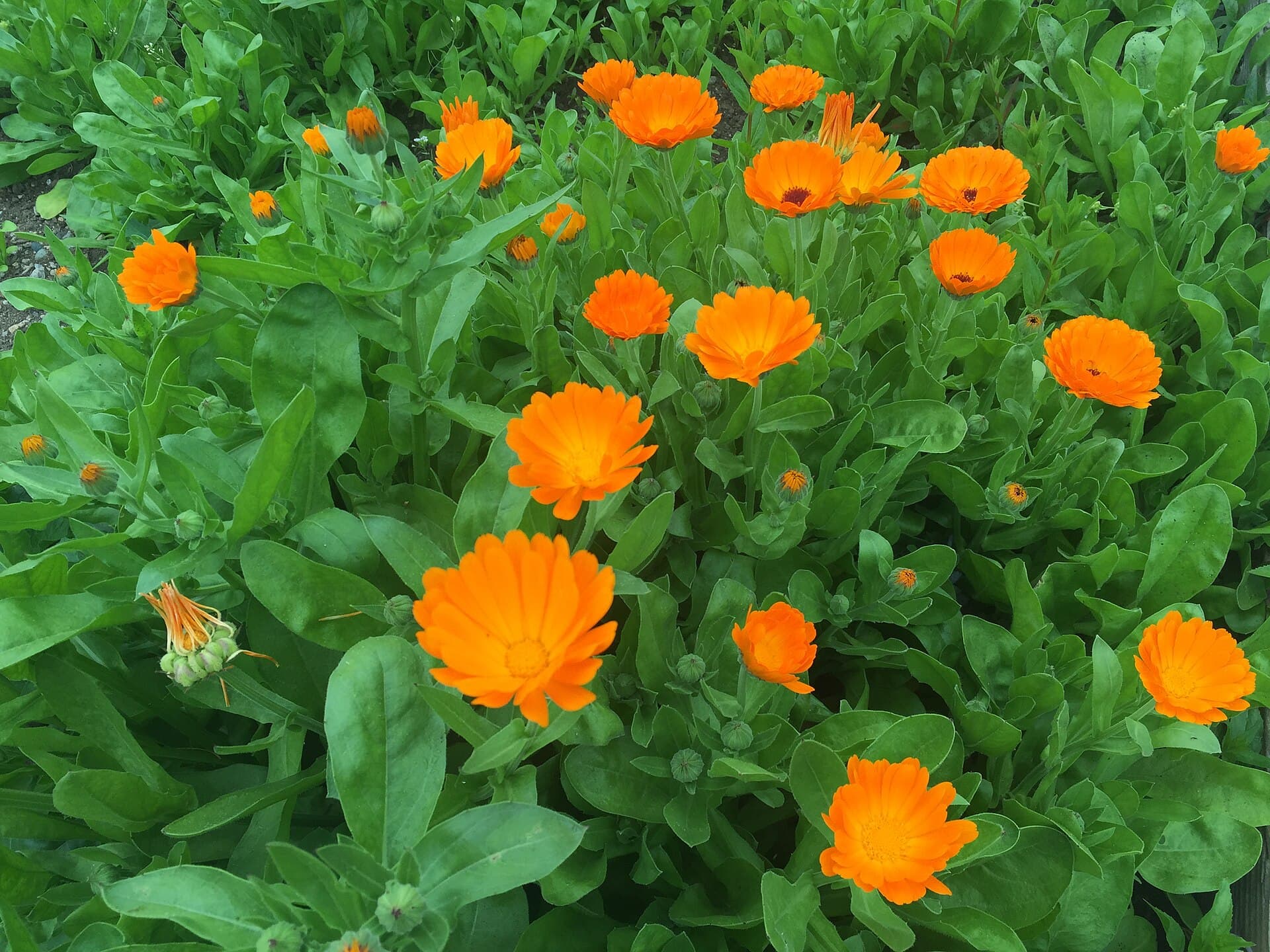 Goudsbloem (Calendula officinalis)