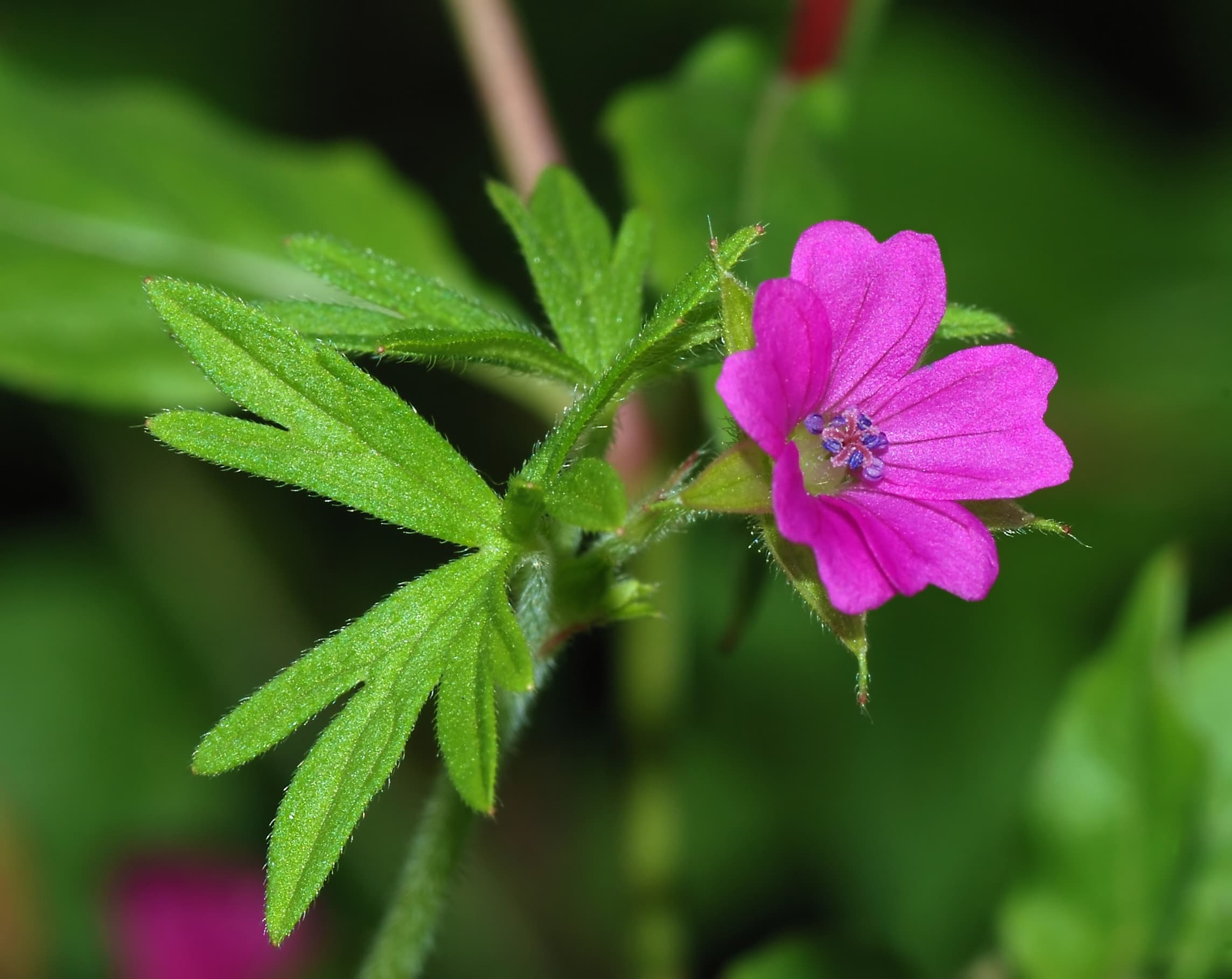 Geranium 'Rozanne' (Geranium 'Rozanne')