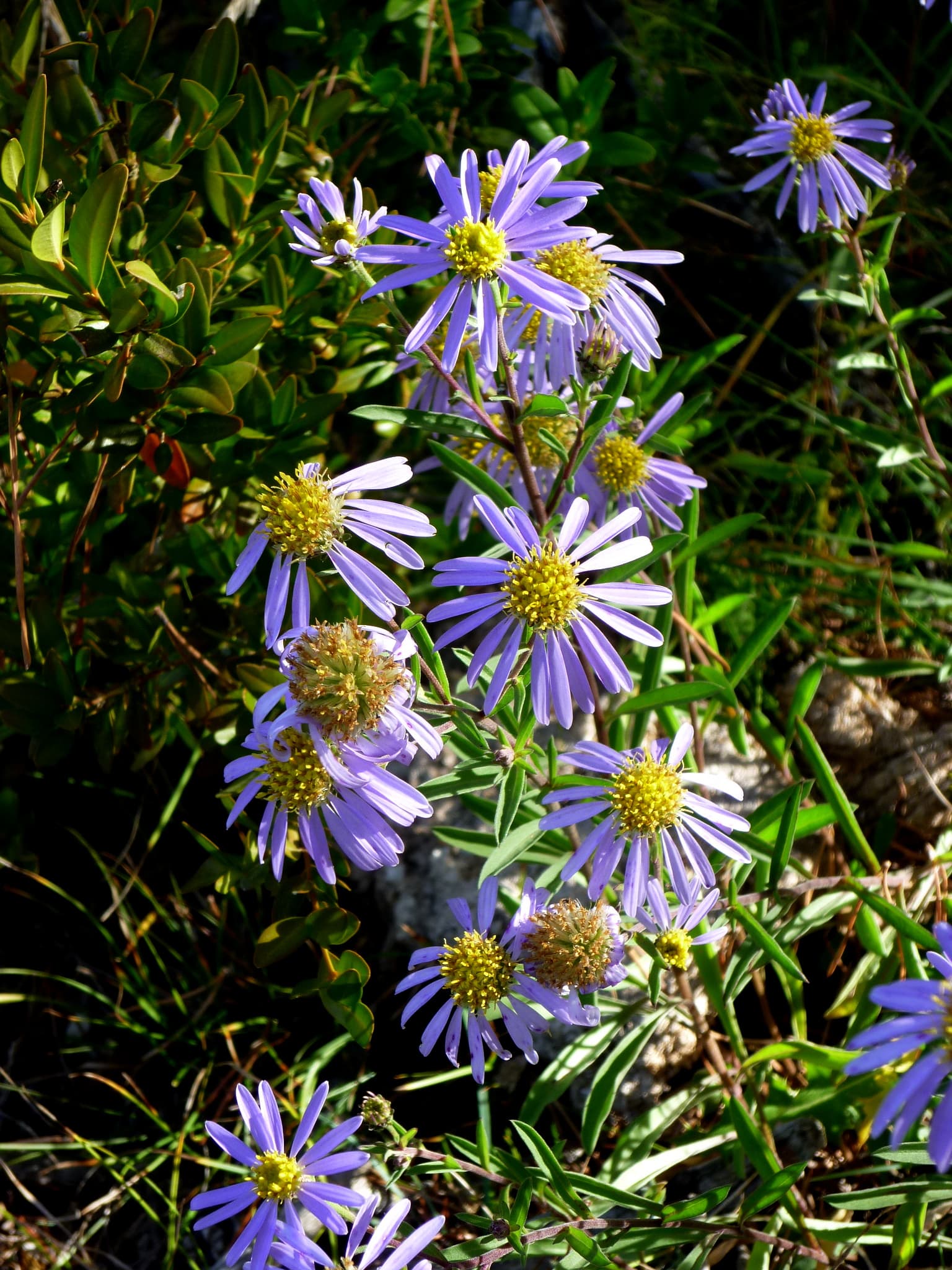 Aster (Aster dumosus)