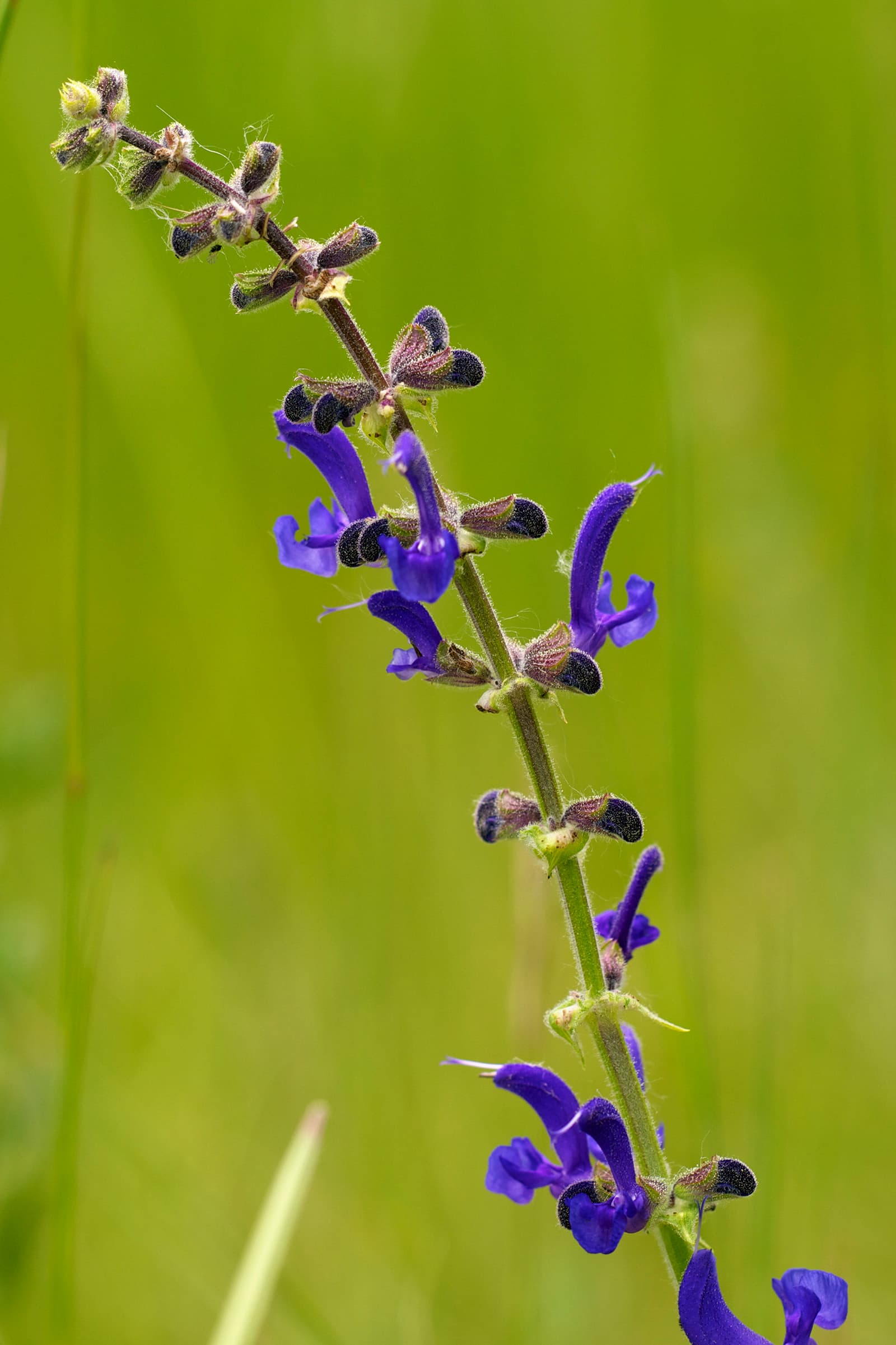 Salie (Salvia pratensis) (Salvia pratensis)