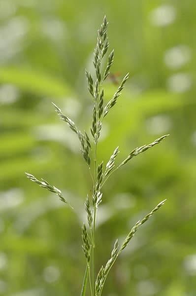 Schaduwgras (Hakonechloa macra)