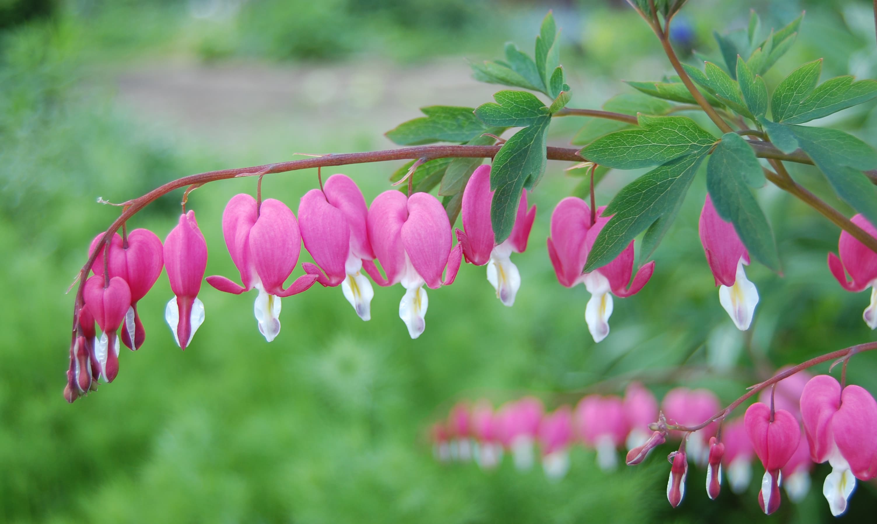 Wit gebroken hartje (Dicentra spectabilis 'Alba')