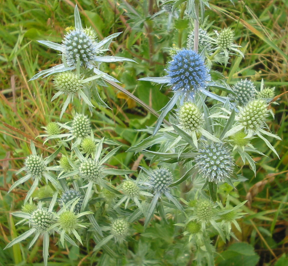 Kruisdistel 'Blue Hobbit' (Eryngium planum 'Blue Hobbit')
