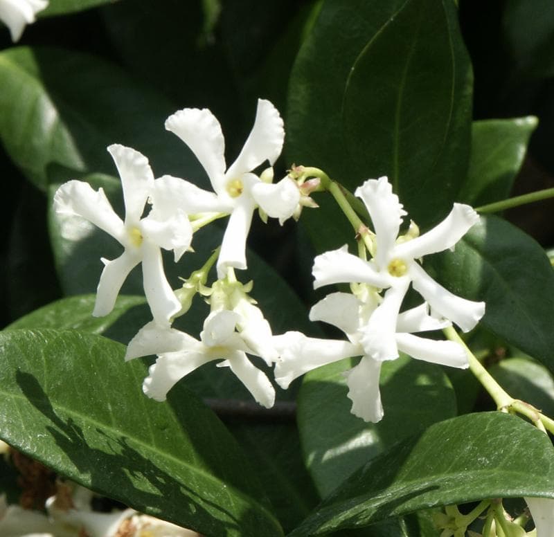 Toscaanse jasmijn (Trachelospermum jasminoides)