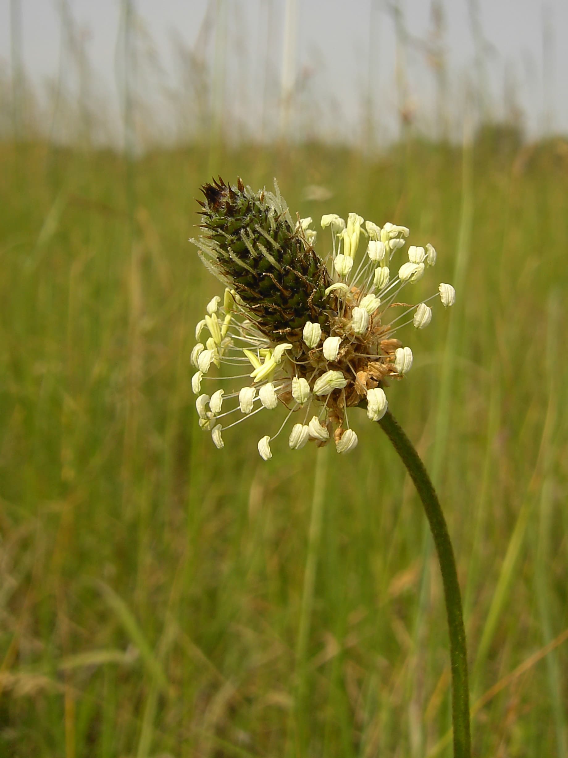 Smalle weegbree (Plantago lanceolata)