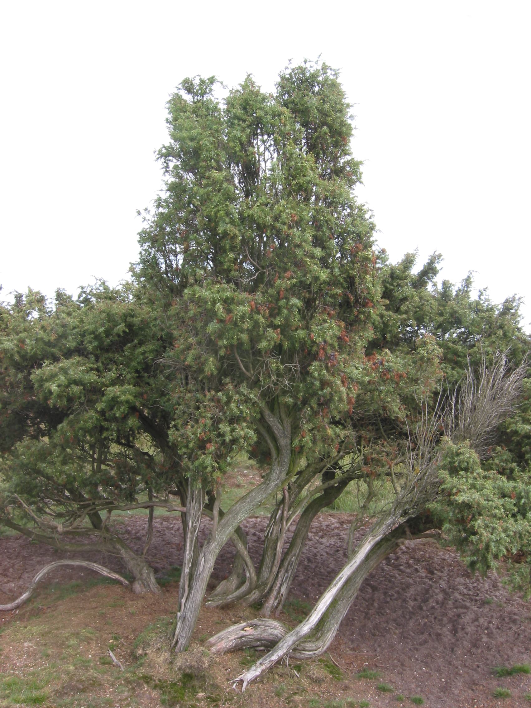 Jeneverbes (Juniperus communis)