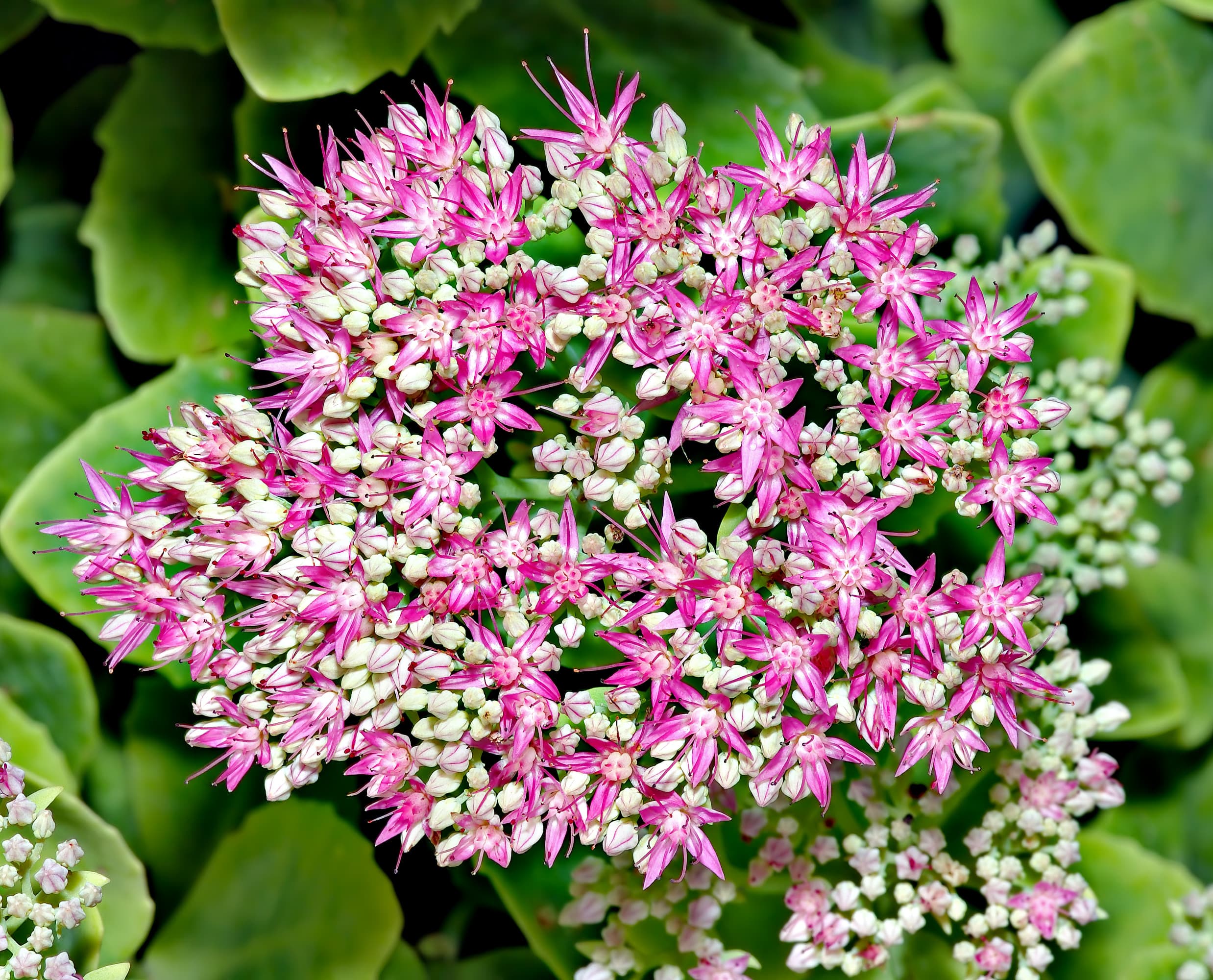 Sedum 'Herbstfreude' (Hylotelephium 'Herbstfreude')