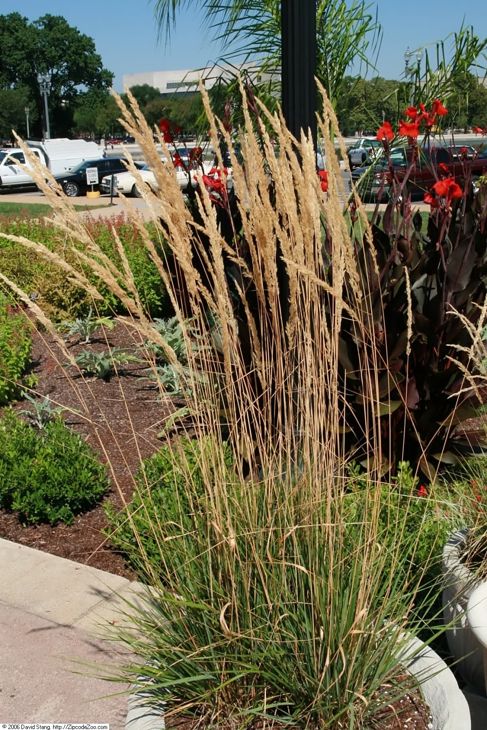 Siergras 'Karl Foerster' (Calamagrostis × acutiflora 'Karl Foerster')