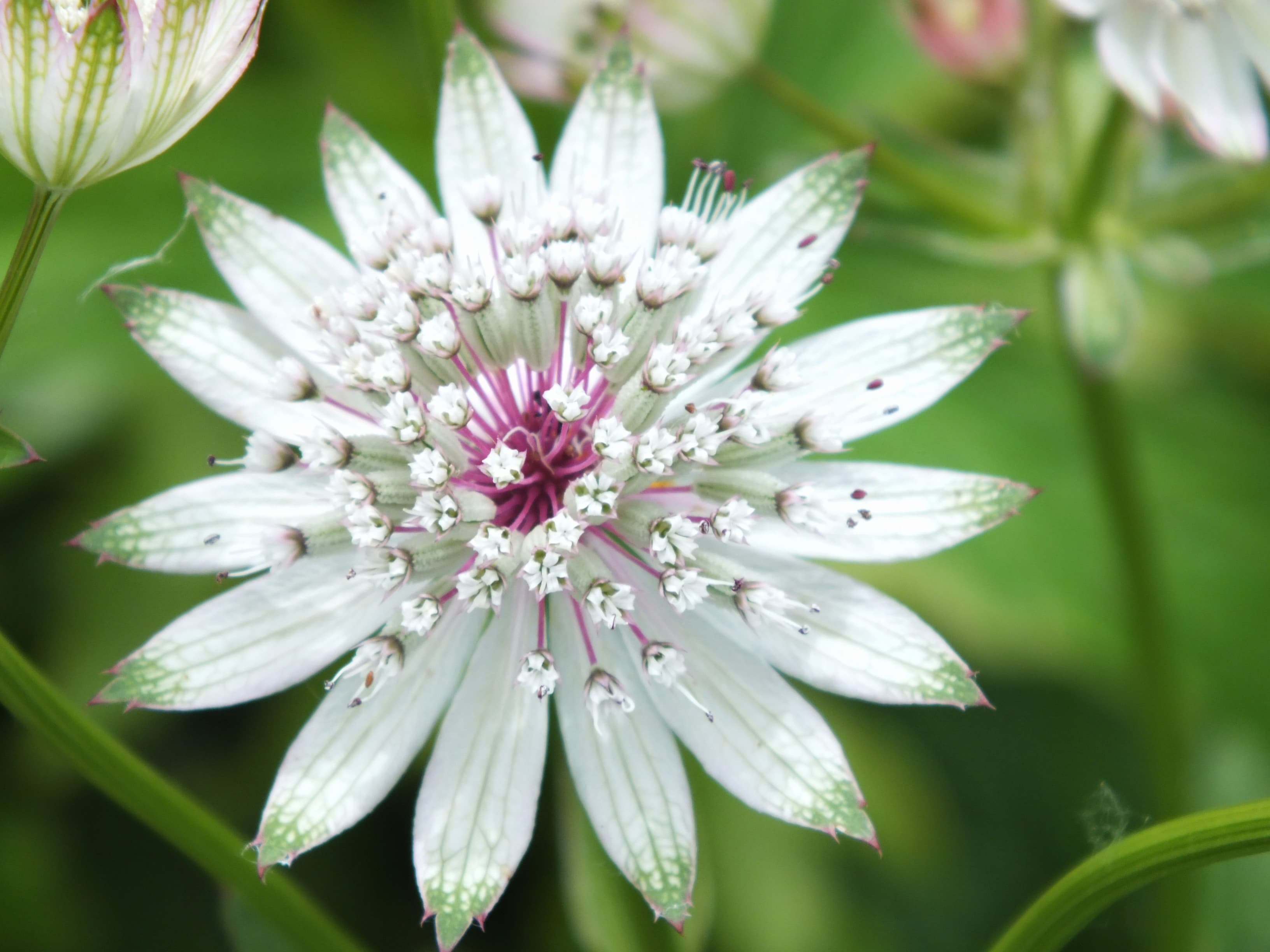 Zevenblad 'Roma' (Astrantia major 'Roma')