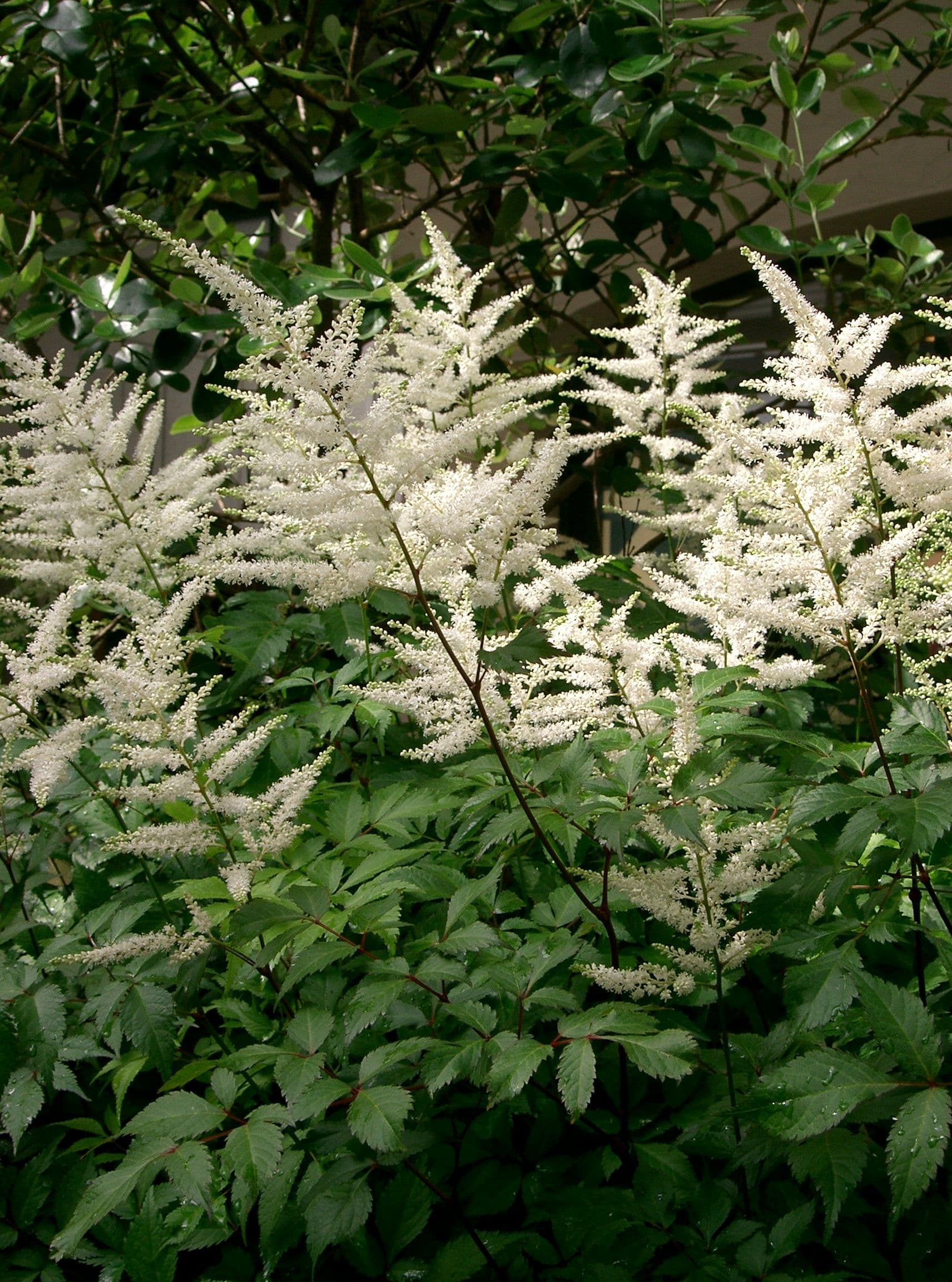 Prachtspirea (Astilbe japonica)
