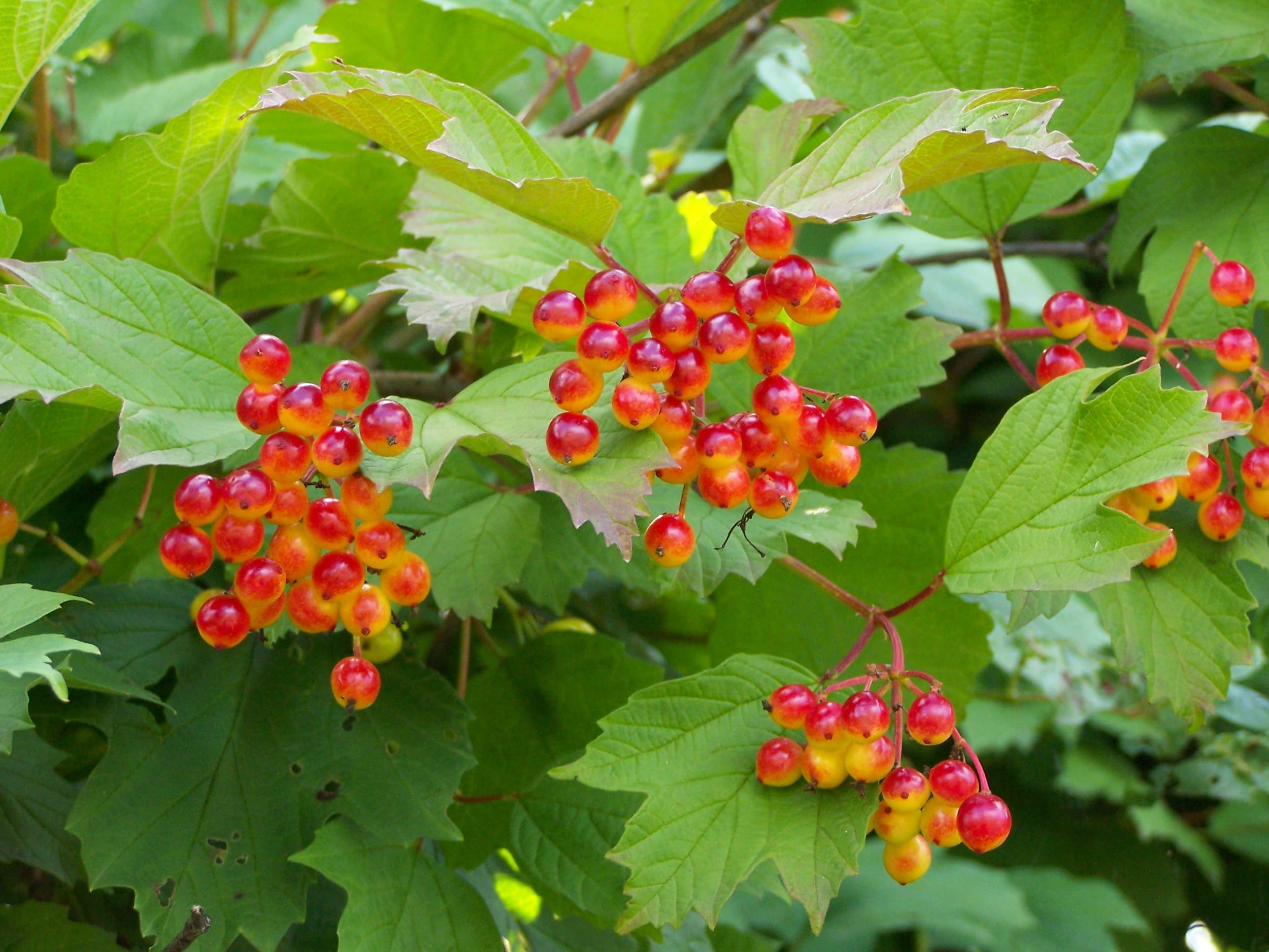 Dwerg-sneeuwbal (Viburnum opulus 'Compactum')