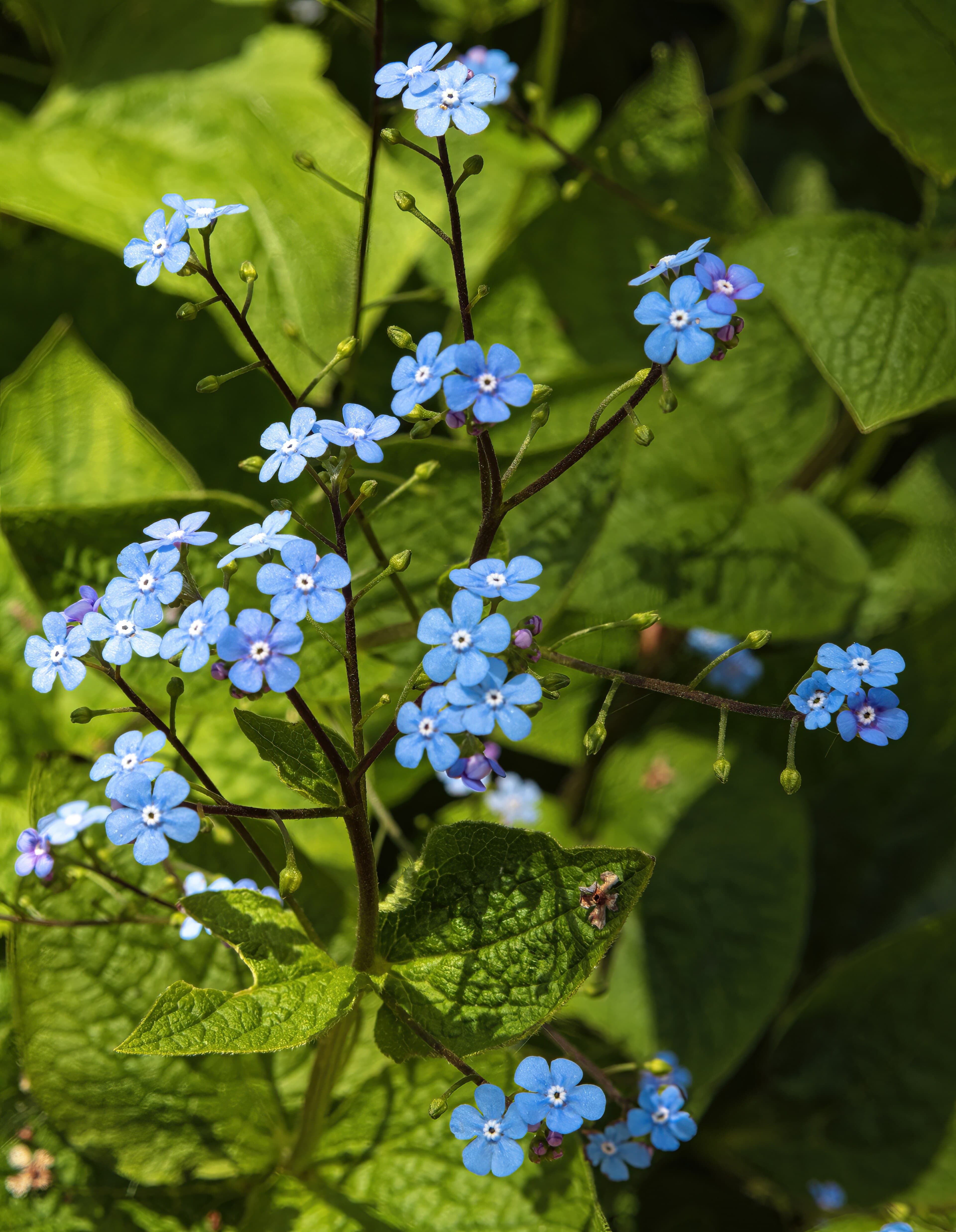 Kaukasisch vergeet-mij-nietje 'Jack Frost' (Brunnera macrophylla 'Jack Frost')