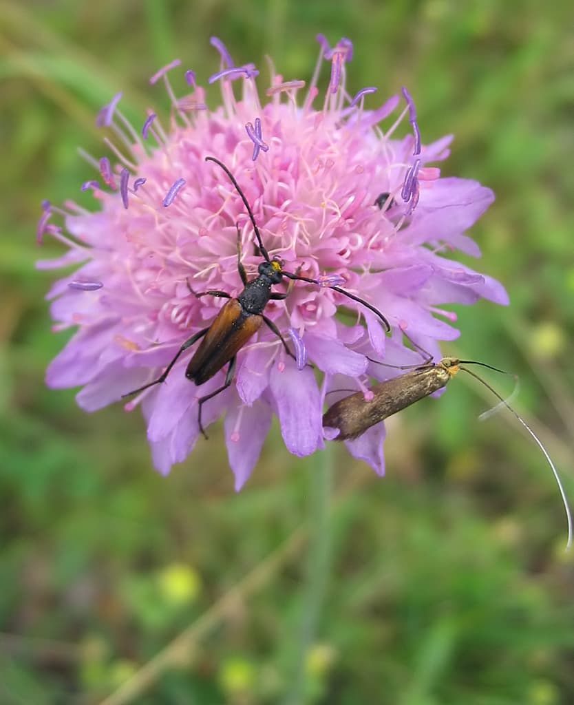 Beemdkroon (Knautia macedonica) (Knautia macedonica)
