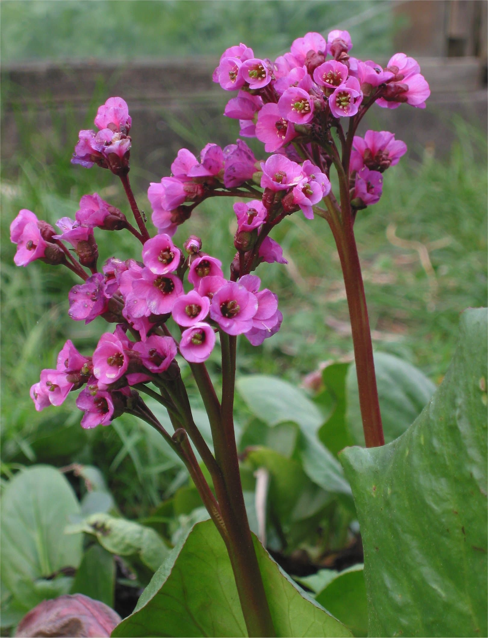 Schoenlappersplant 'Bressingham Ruby' (Bergenia 'Bressingham Ruby')
