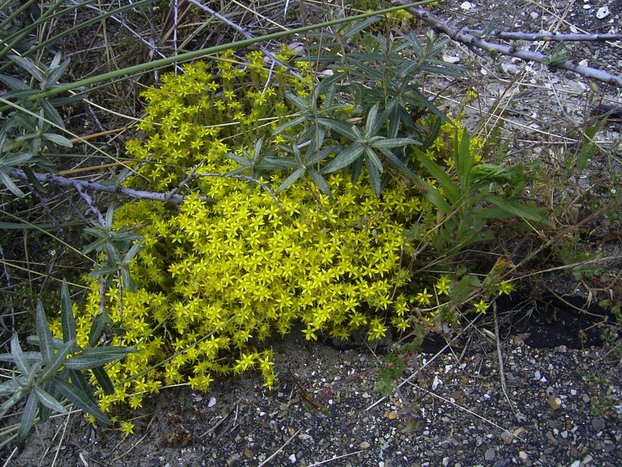 Muurpeper (Sedum acre)