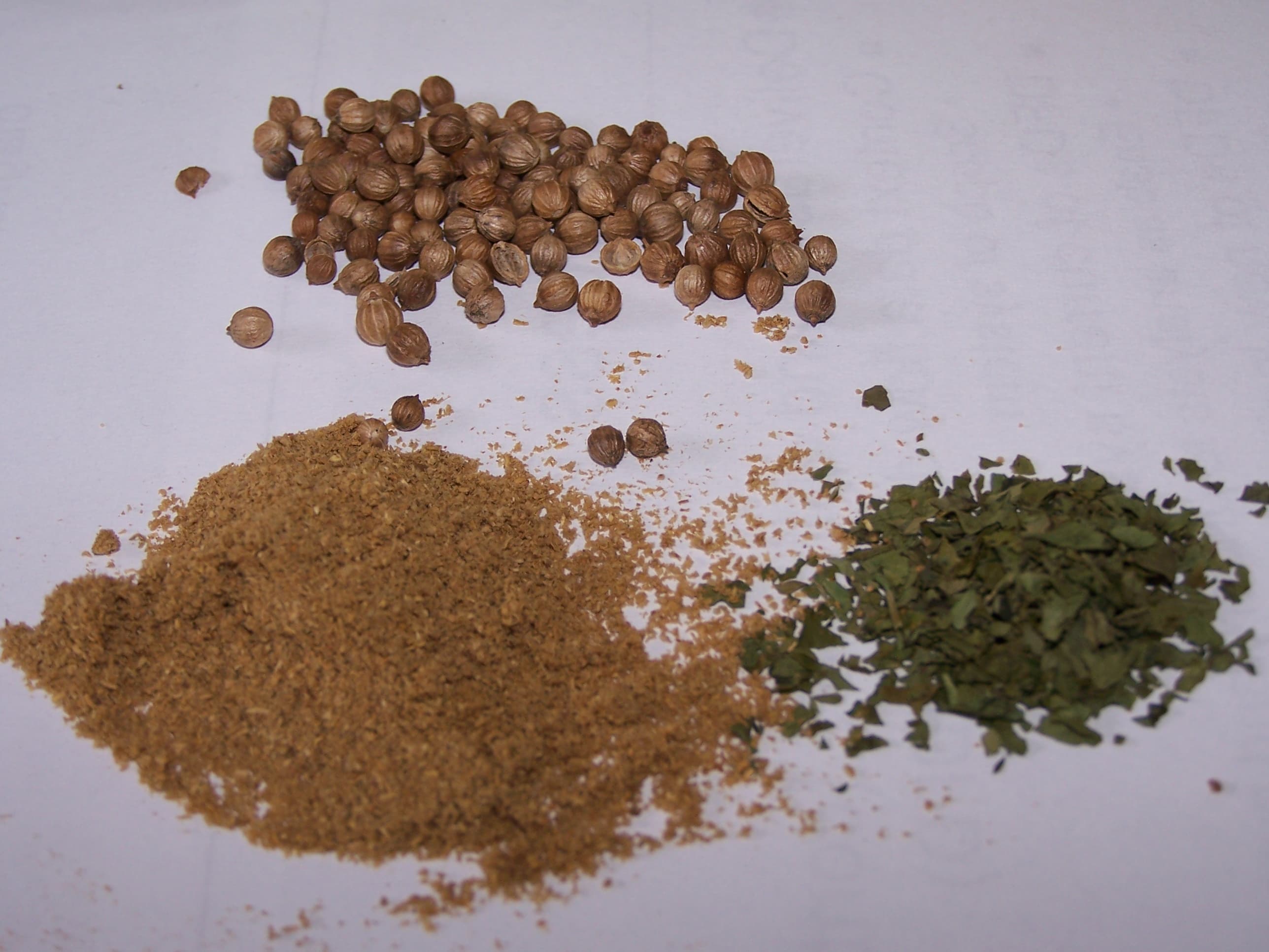 Koriander (Coriandrum sativum)