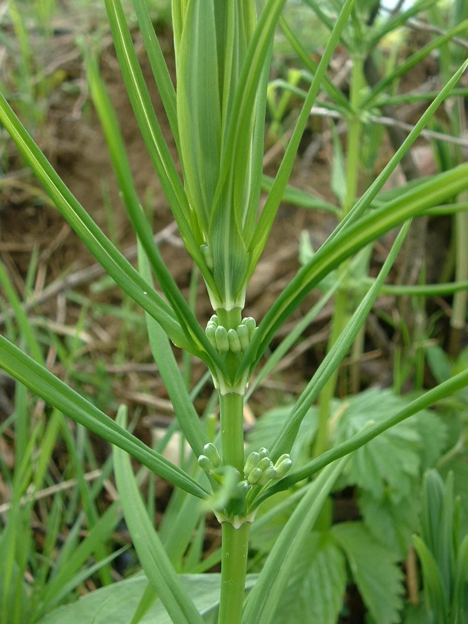 Salomonszegel (Polygonatum × hybridum)