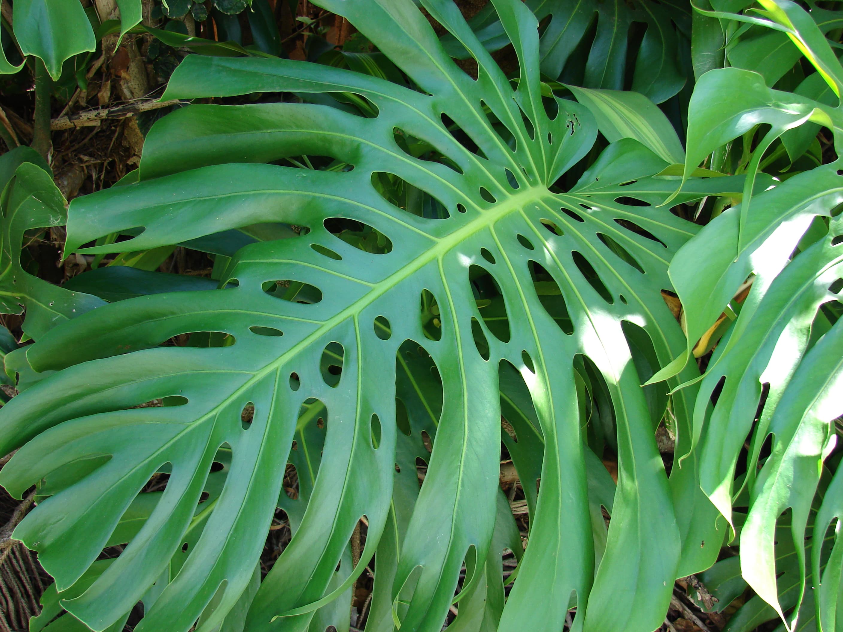 Monstera (Monstera deliciosa)