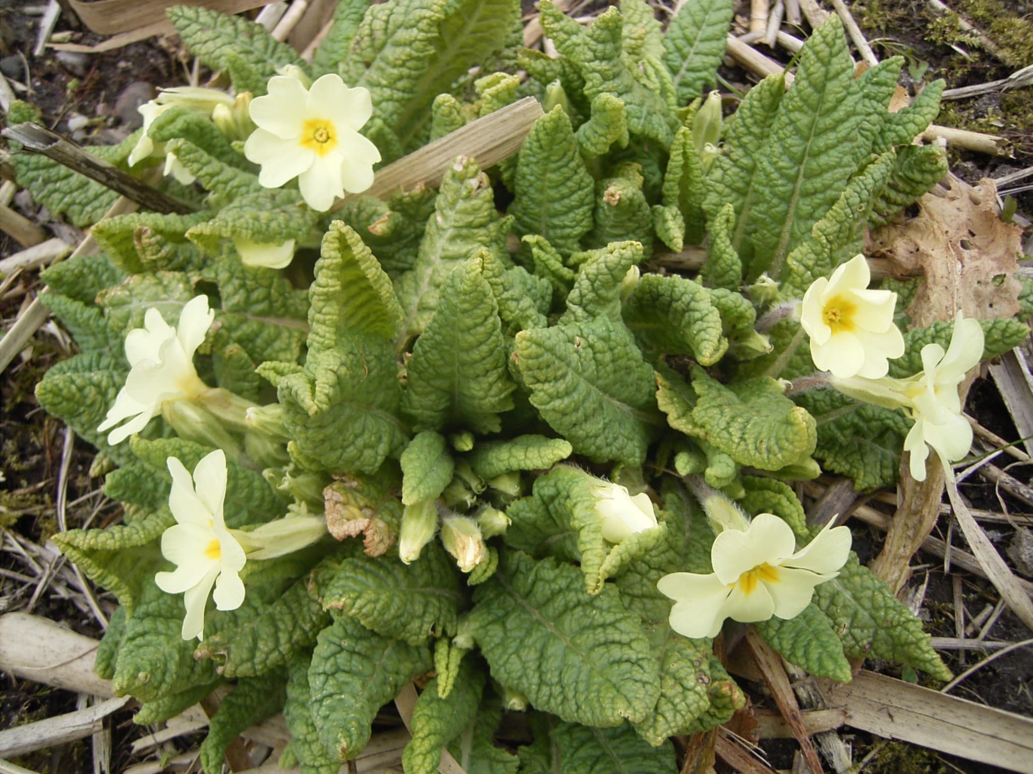 Sleutelbloem (Primula veris)