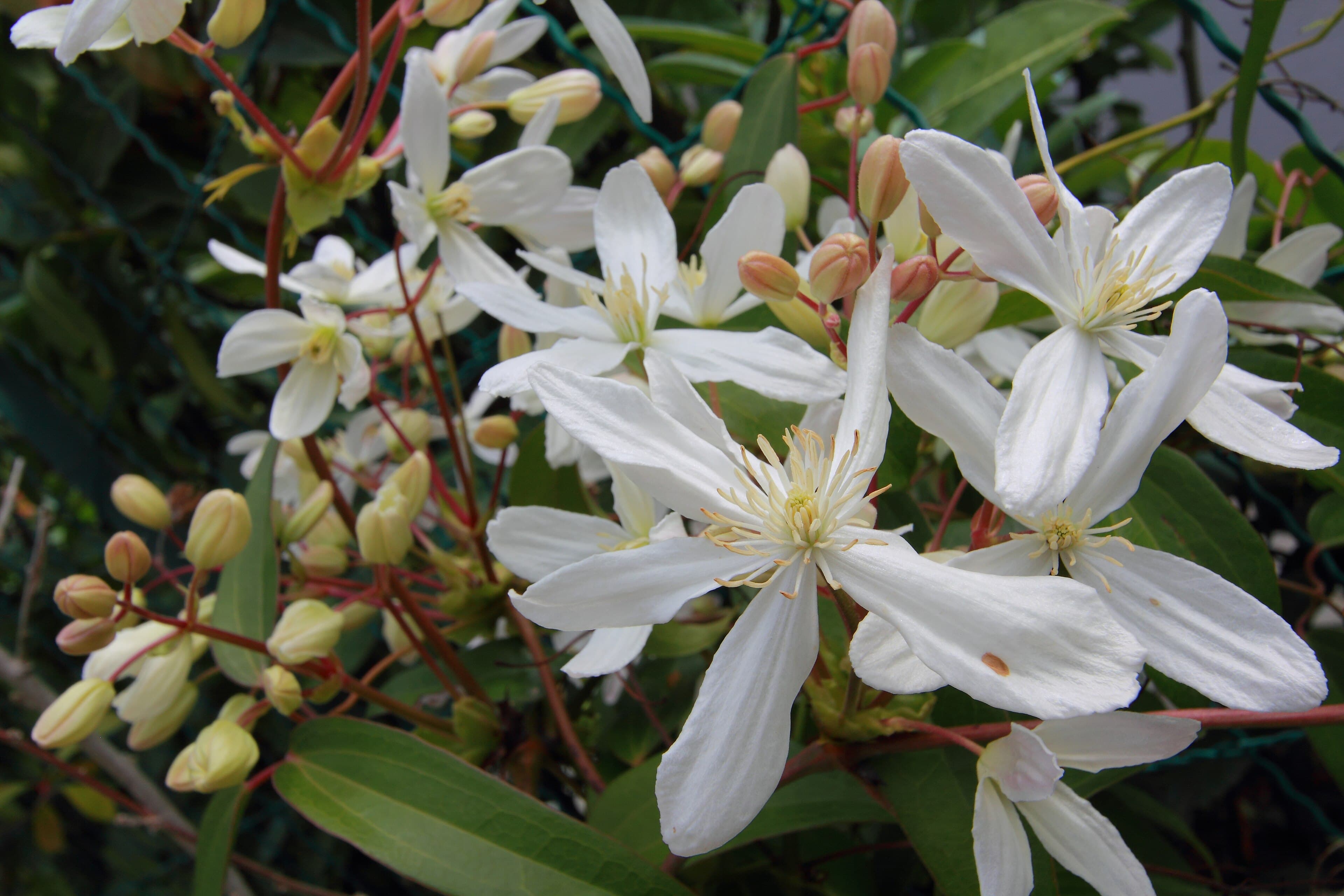 Wintergroene clematis (Clematis armandii)