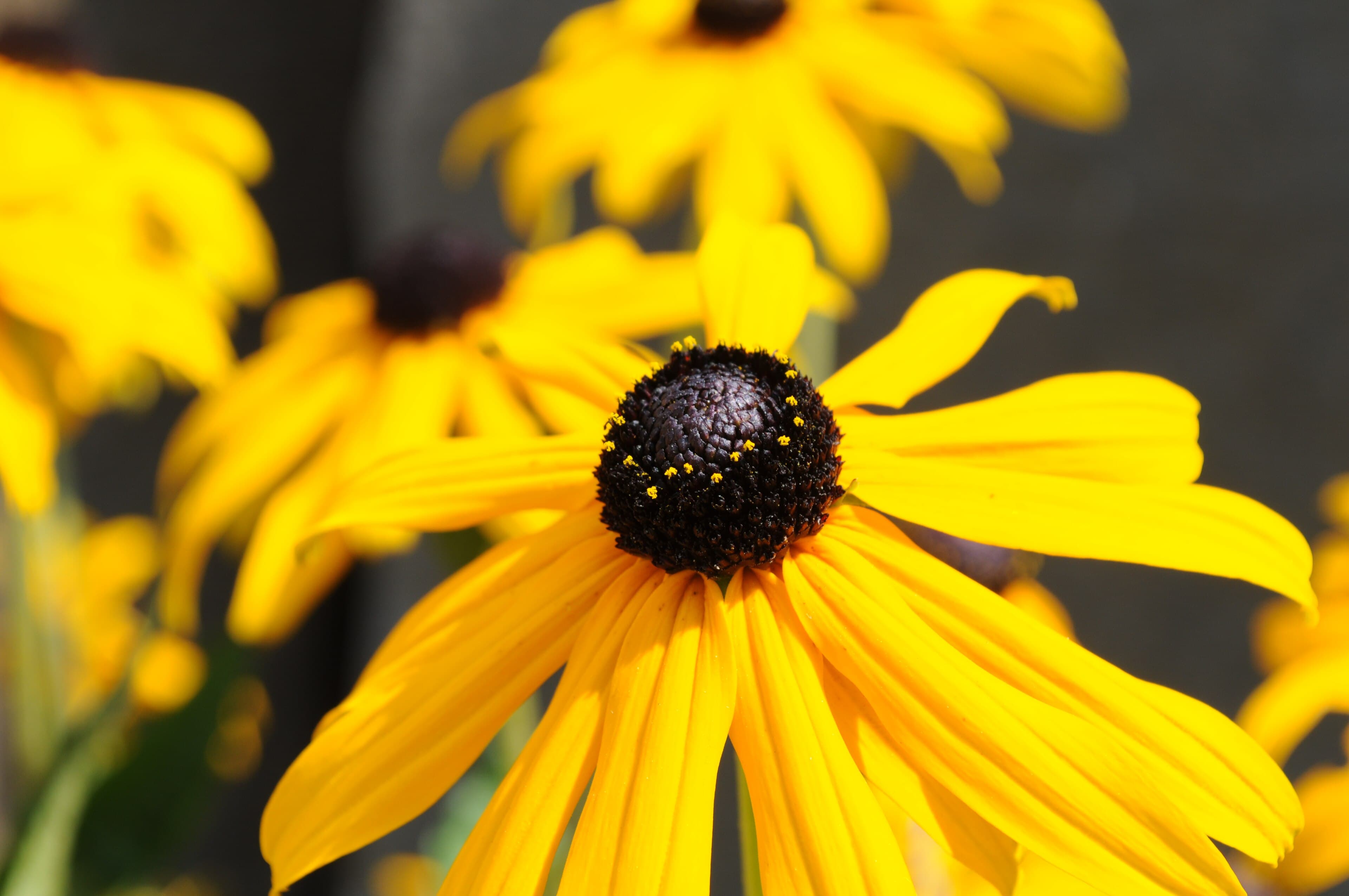 Zonnehoed 'Green Jewel' (Rudbeckia 'Green Jewel')