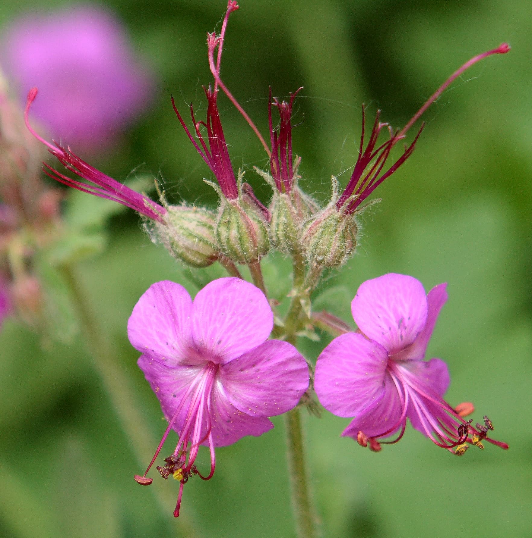 Ooievaarsbek (Geranium macrorrhizum) (Geranium macrorrhizum)