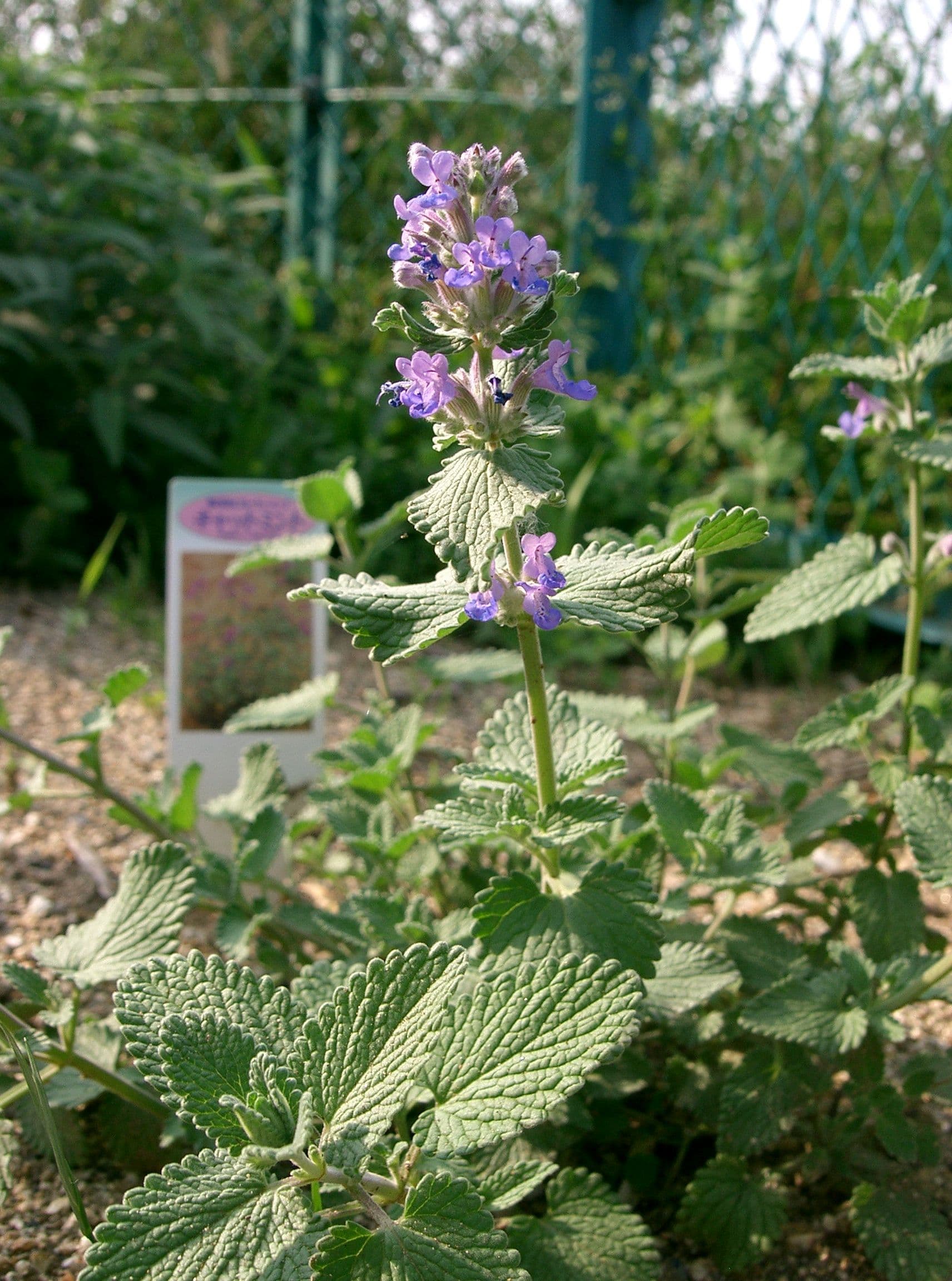 Kattenkruid 'Six Hills Giant' (Nepeta × faassenii 'Six Hills Giant')