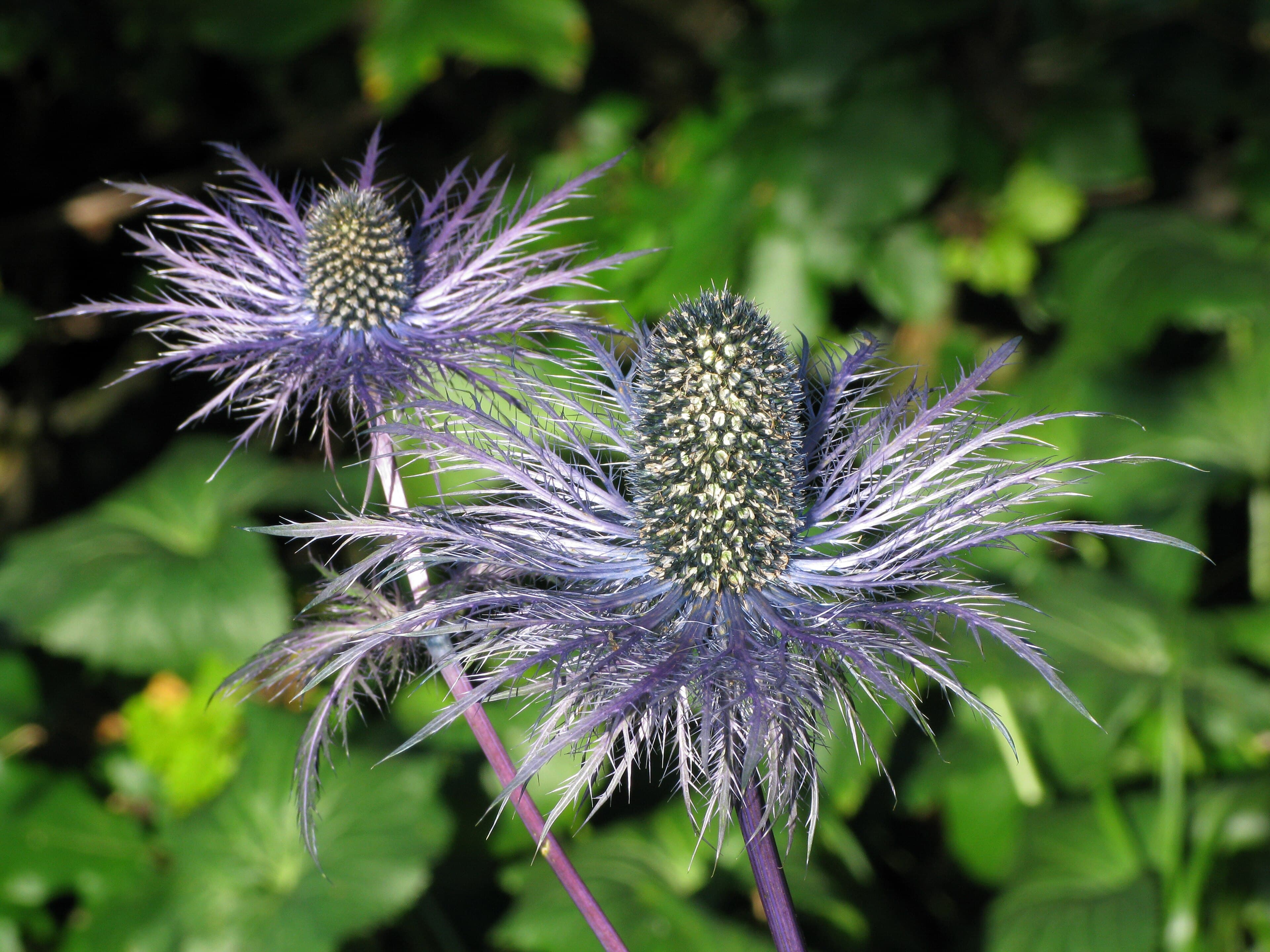 Alpendistel (Eryngium alpinum)