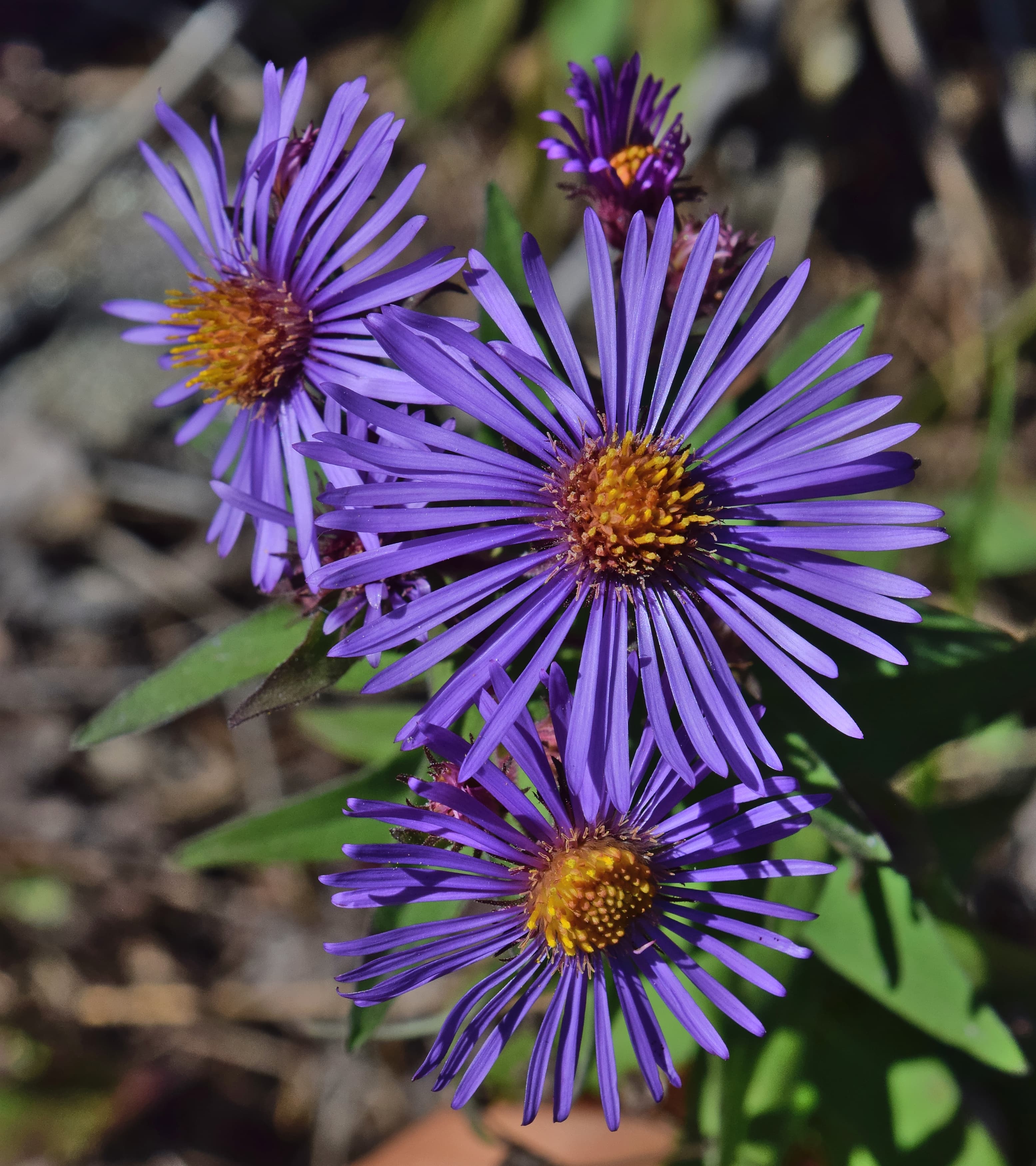 Aster 'Purple Dome' (Aster novae-angliae 'Purple Dome')