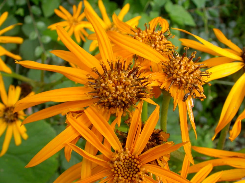 Ligularia (Ligularia dentata)