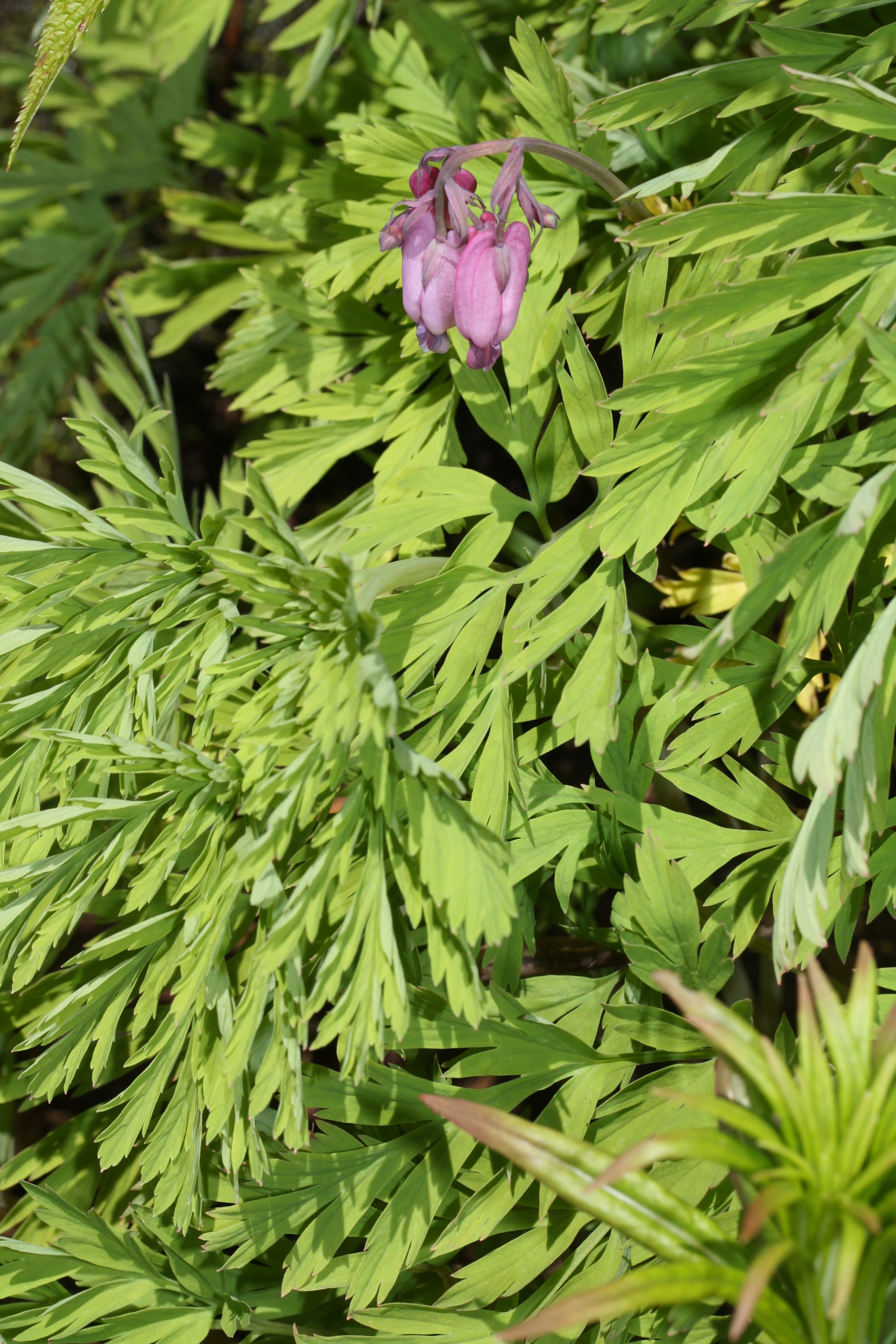 Dwerghartje (Dicentra formosa)