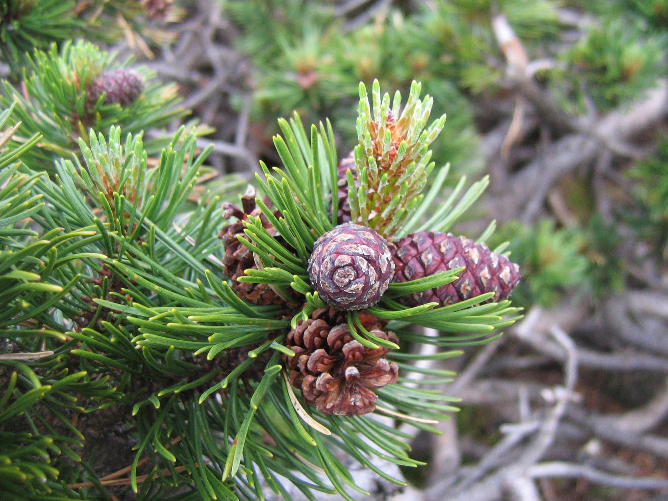 Bergden (Pinus mugo)