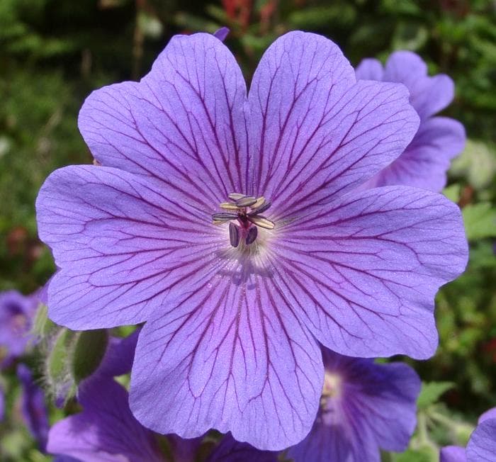 Ooievaarsbek (Geranium × magnificum) (Geranium × magnificum)