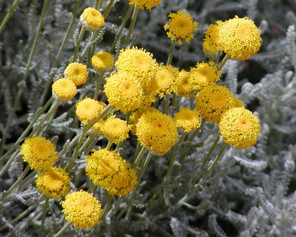 Heiligenkruid (Santolina chamaecyparissus)