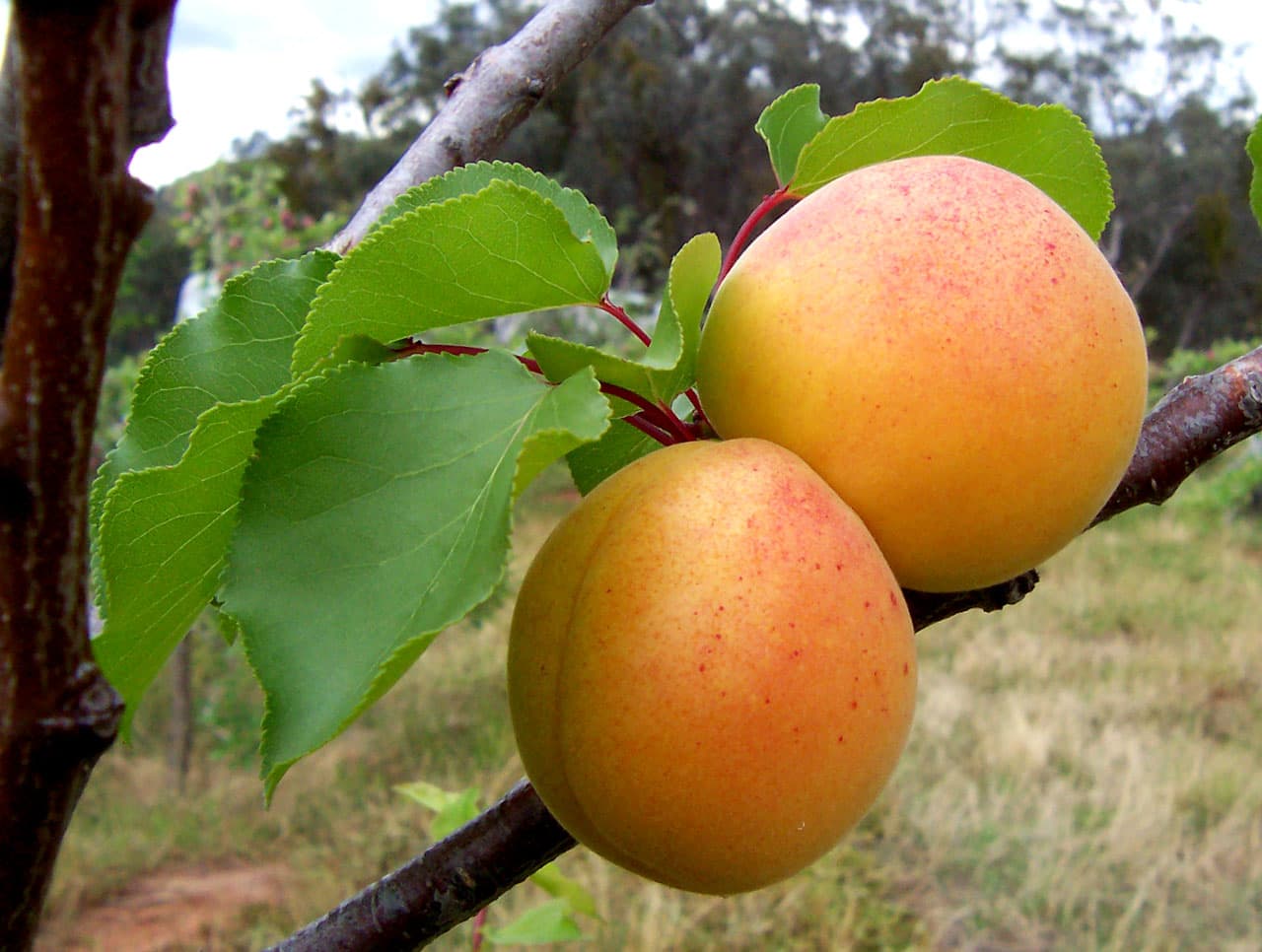 Abrikoos (Prunus armeniaca)
