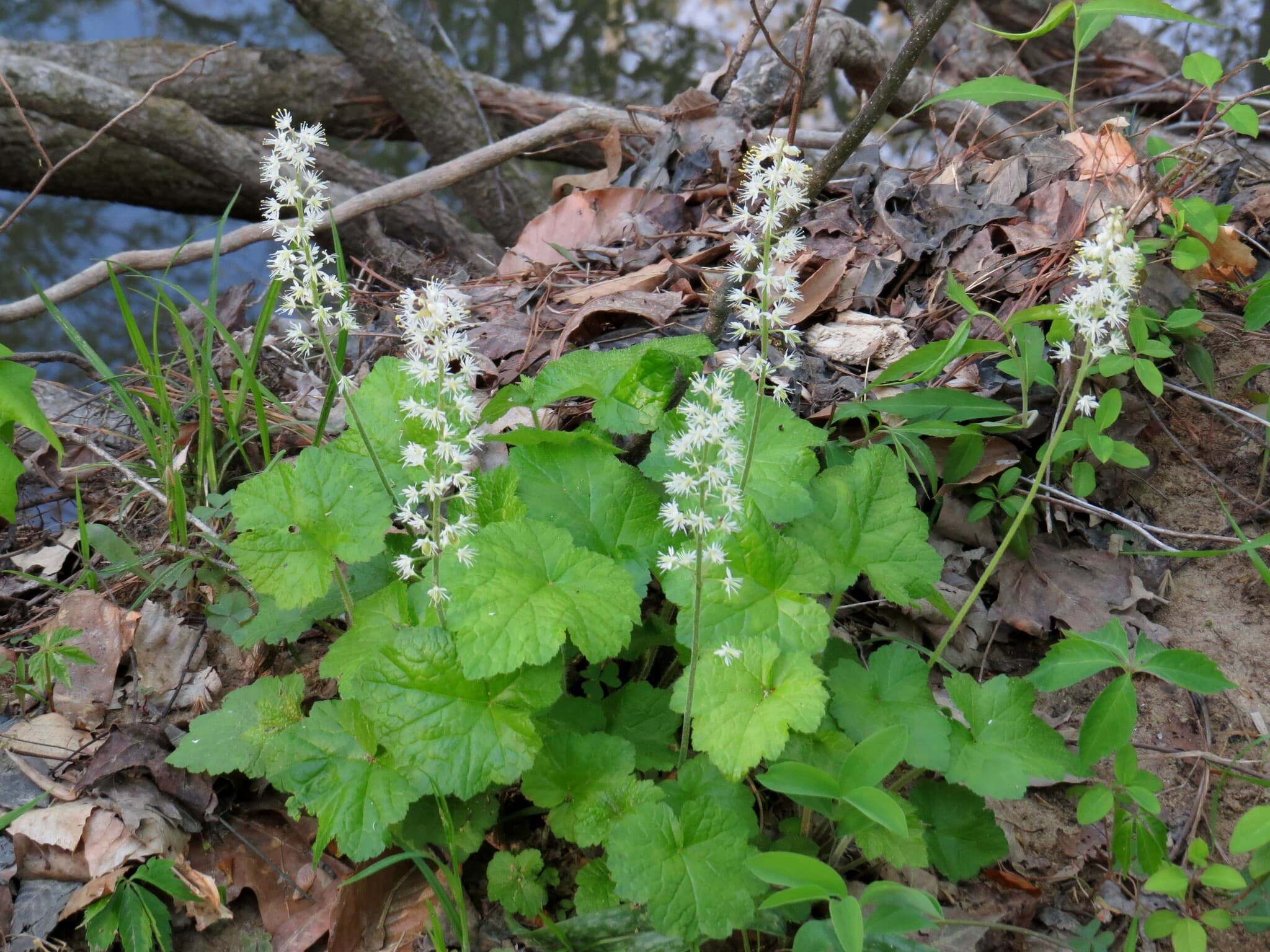 Schuimbloem 'Iron Butterfly' (Tiarella 'Iron Butterfly')