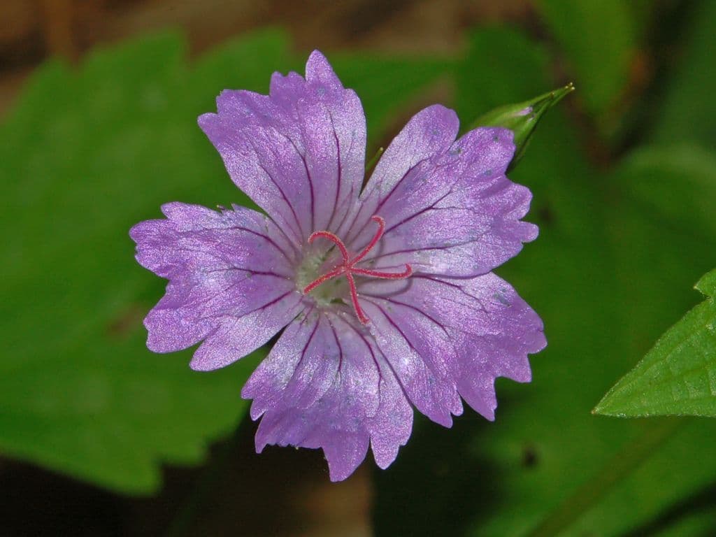Ooievaarsbek (Geranium nodosum) (Geranium nodosum)
