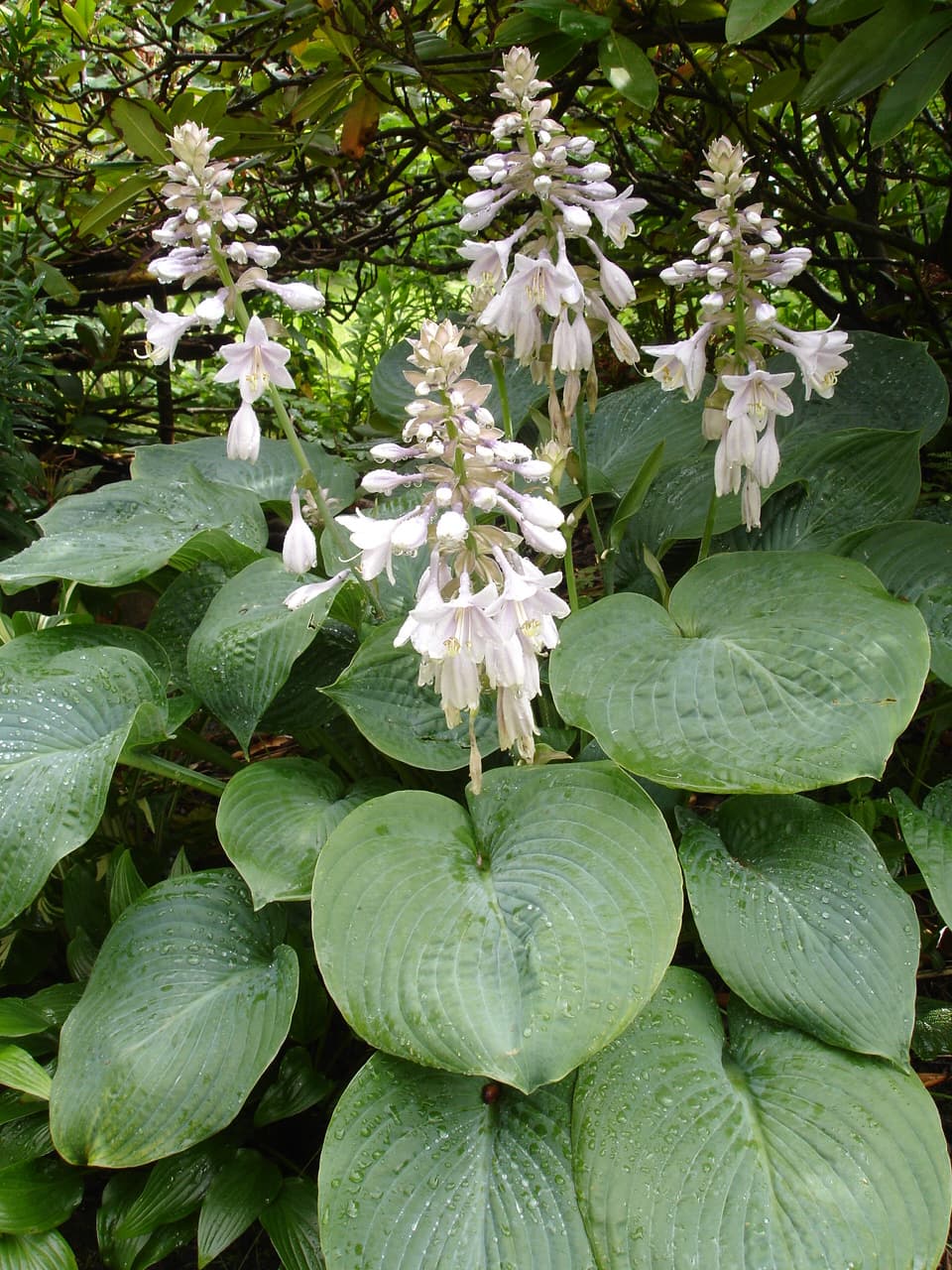 Hosta (Hosta sieboldiana) (Hosta sieboldiana)