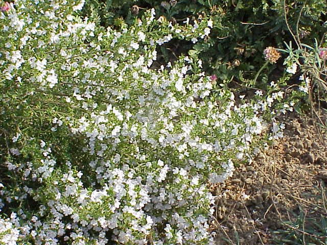 Bonenkruid (Satureja hortensis)