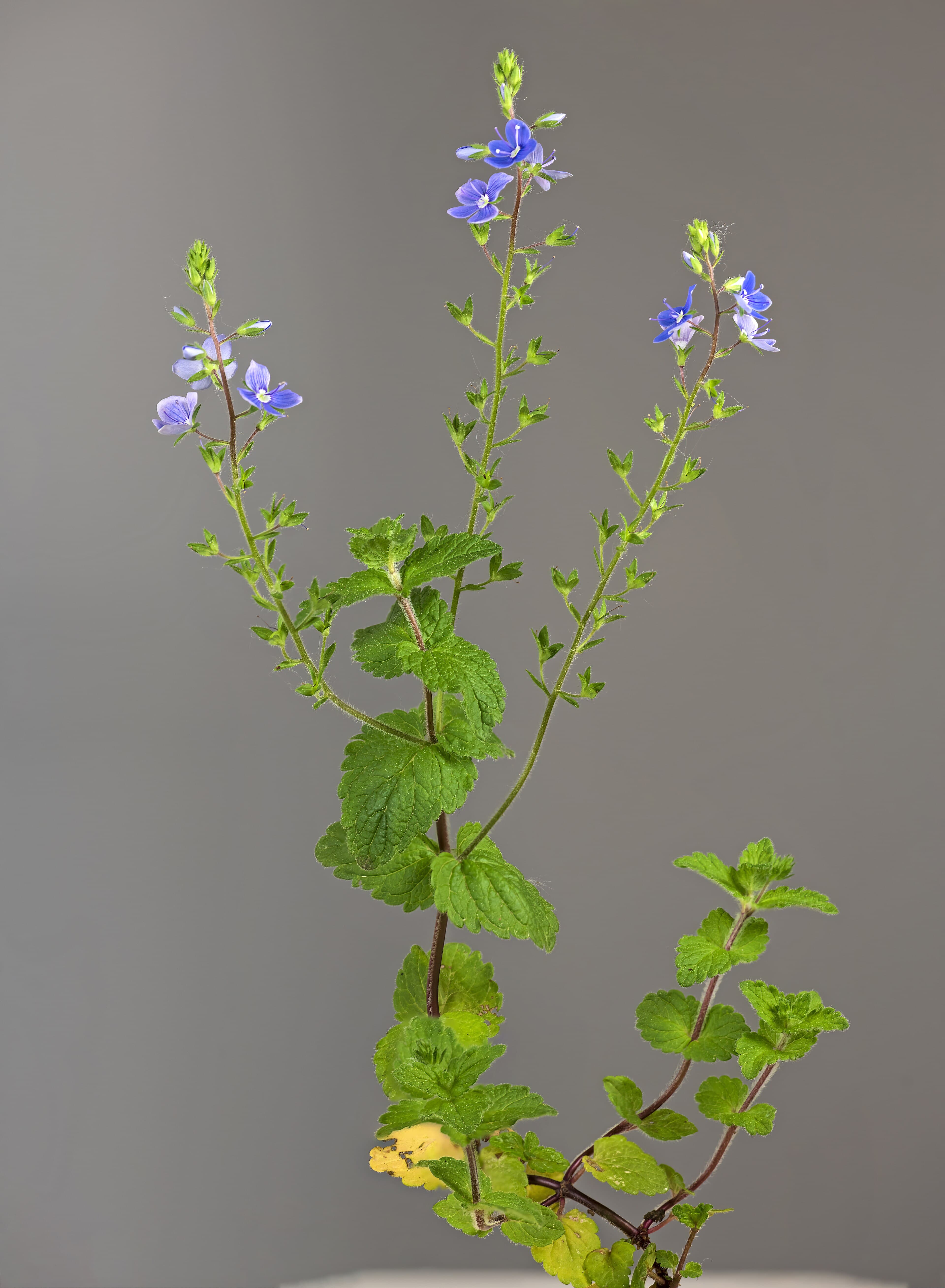 Ereprijs (Veronica spicata)