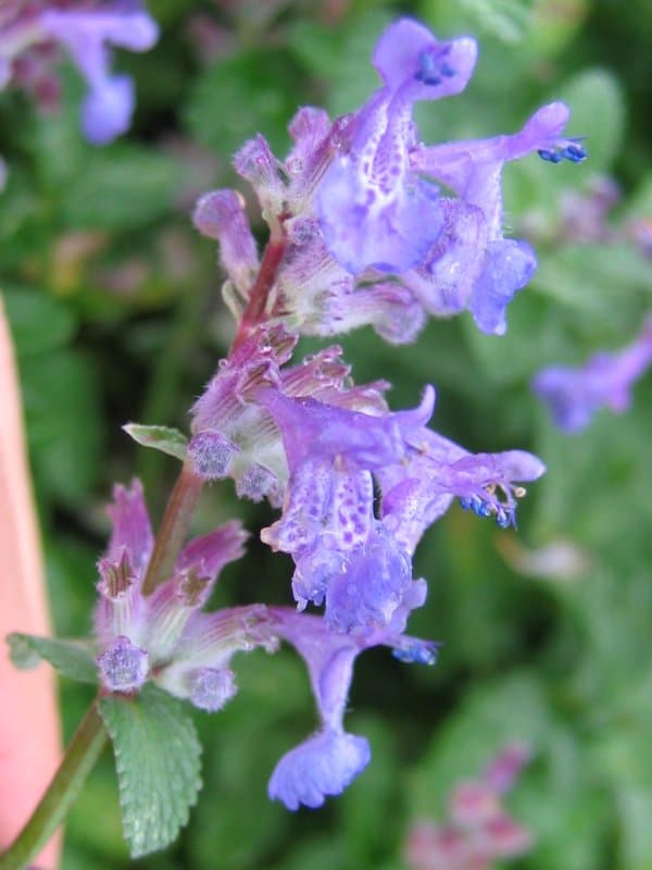 Kattenkruid (Nepeta × faassenii)
