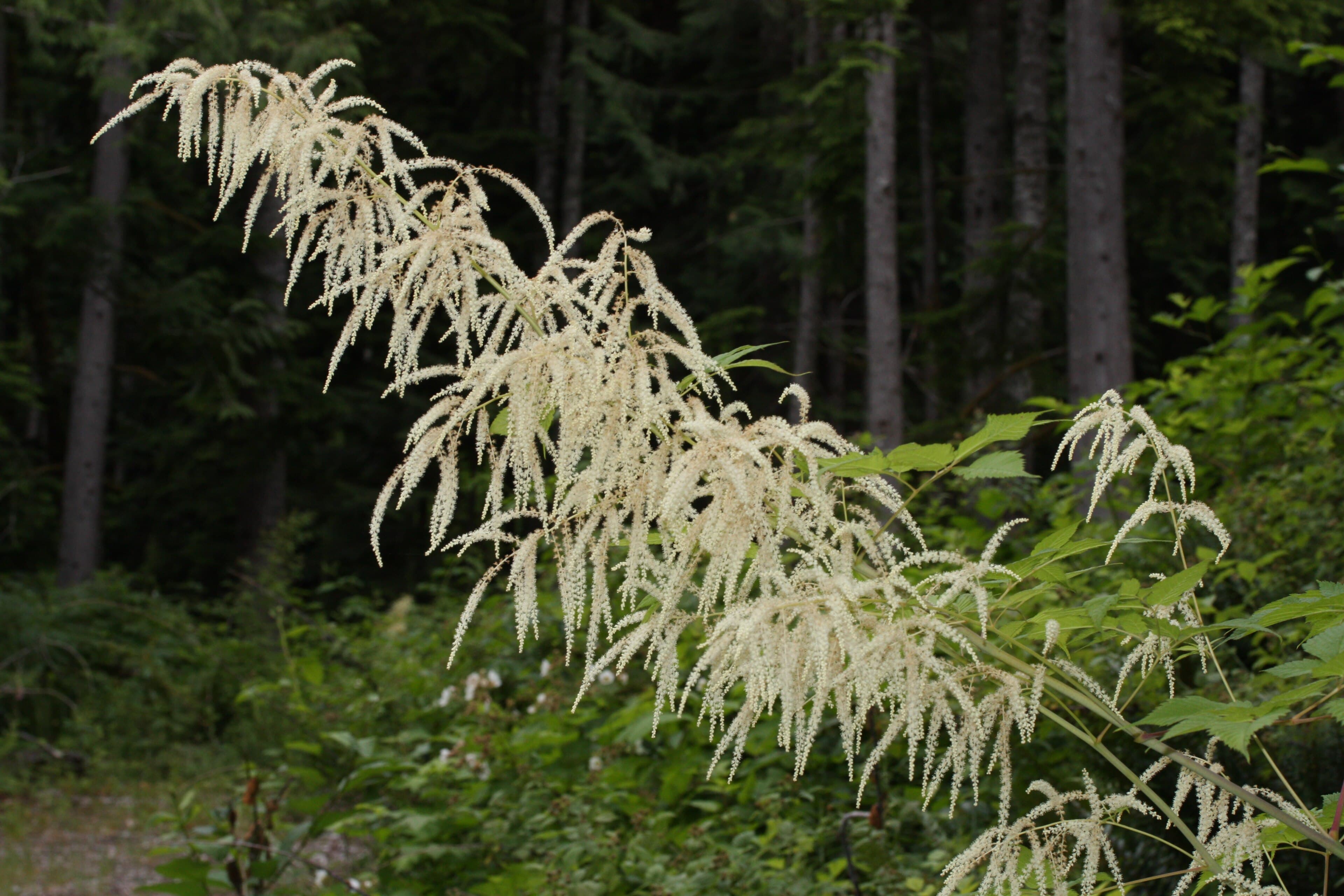 Keizersbaard (Aruncus dioicus)