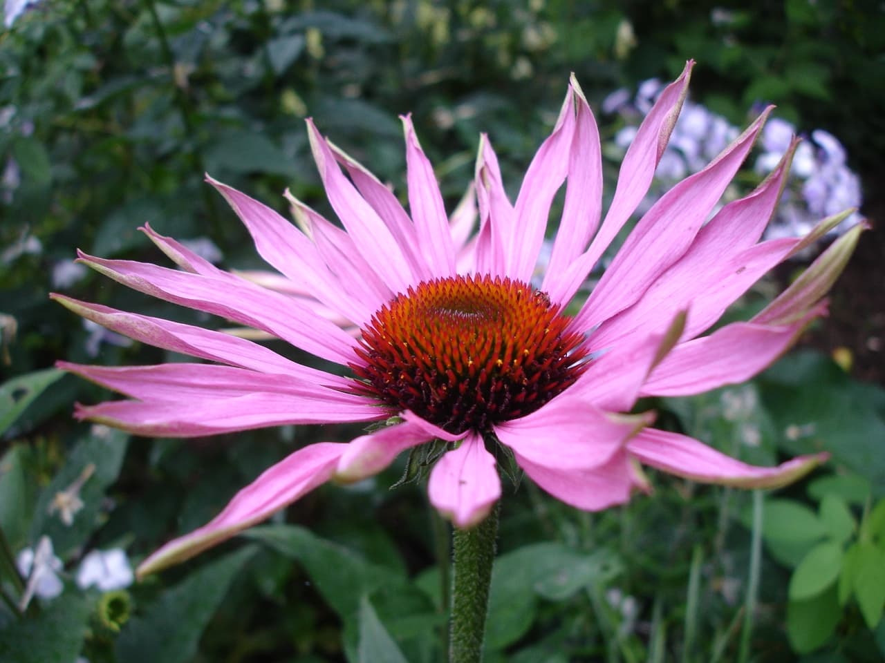 Zonnehoed (Rudbeckia hirta) (Rudbeckia hirta)