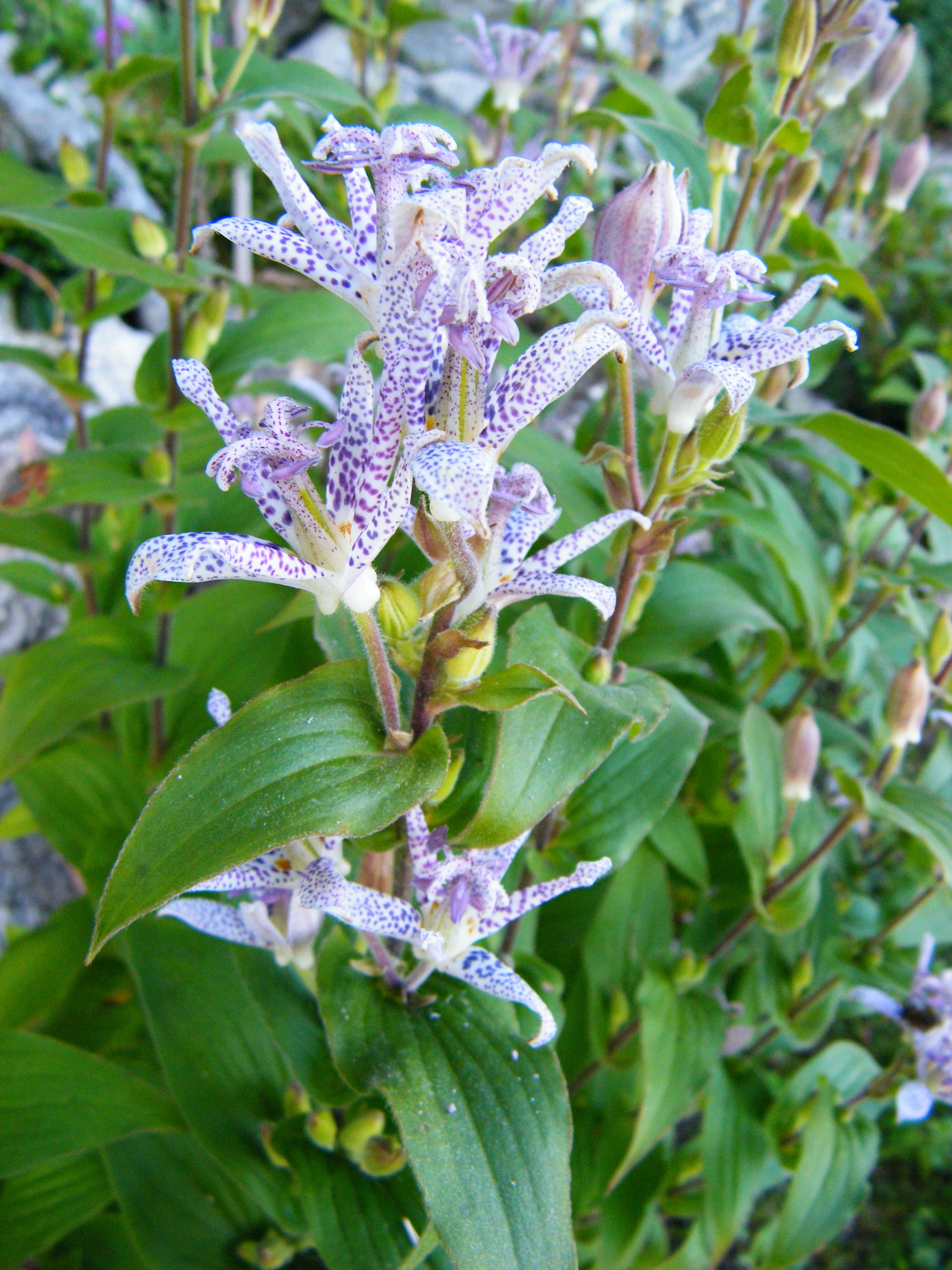 Paddenlelie (Tricyrtis hirta)