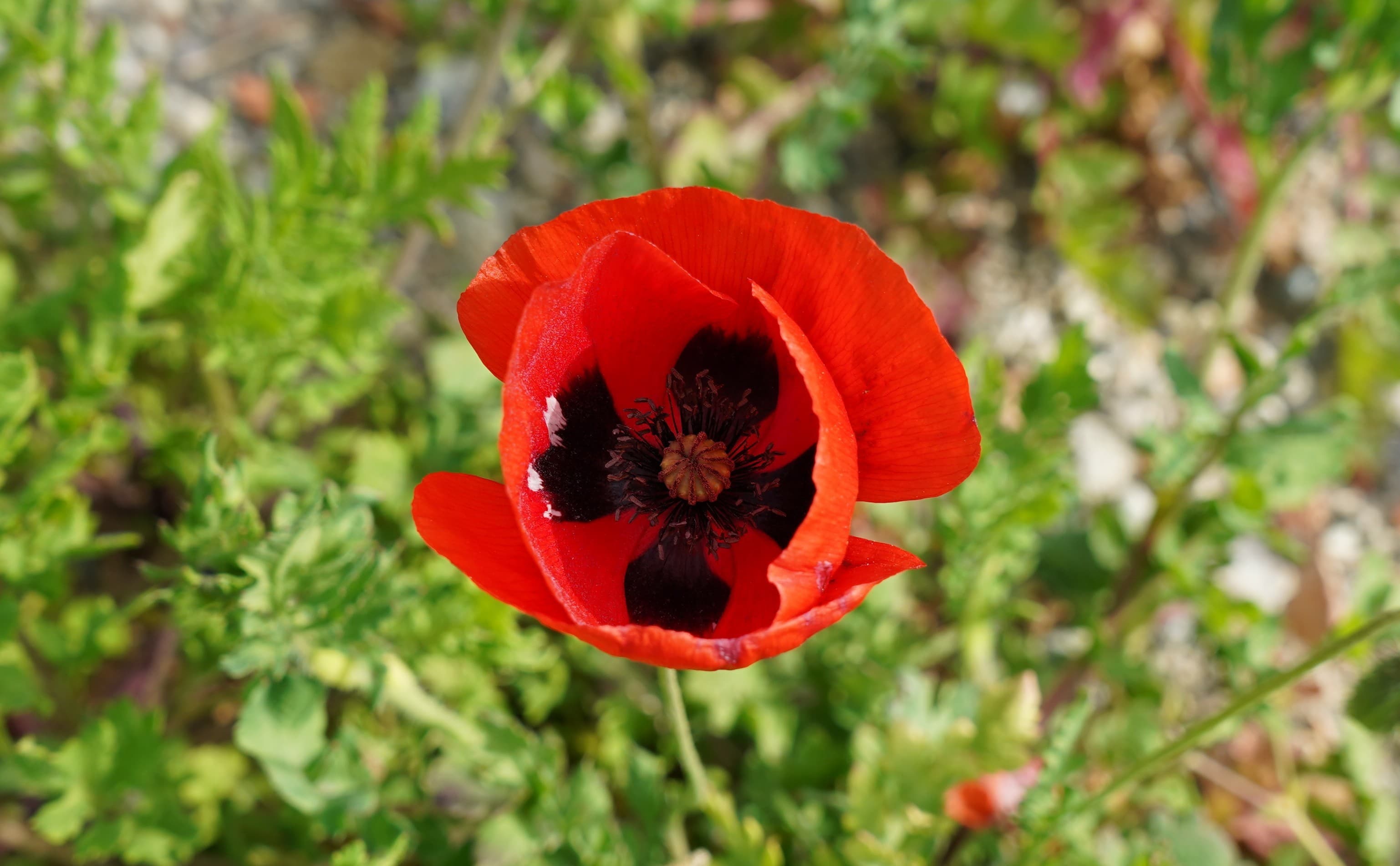 Papaver (Papaver orientale)