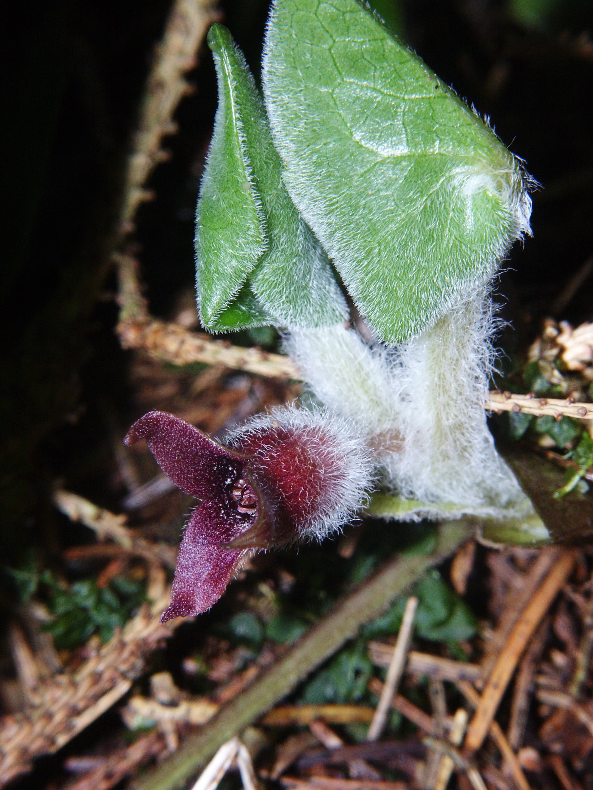 Hazelwort (Asarum europaeum)