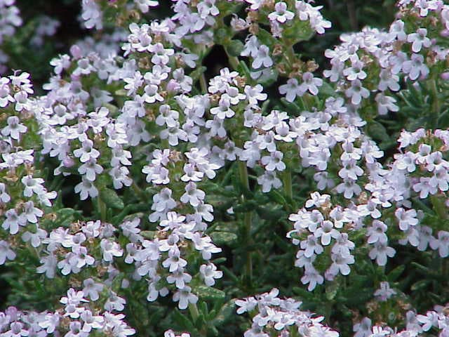 Kruiptijm (Thymus serpyllum)